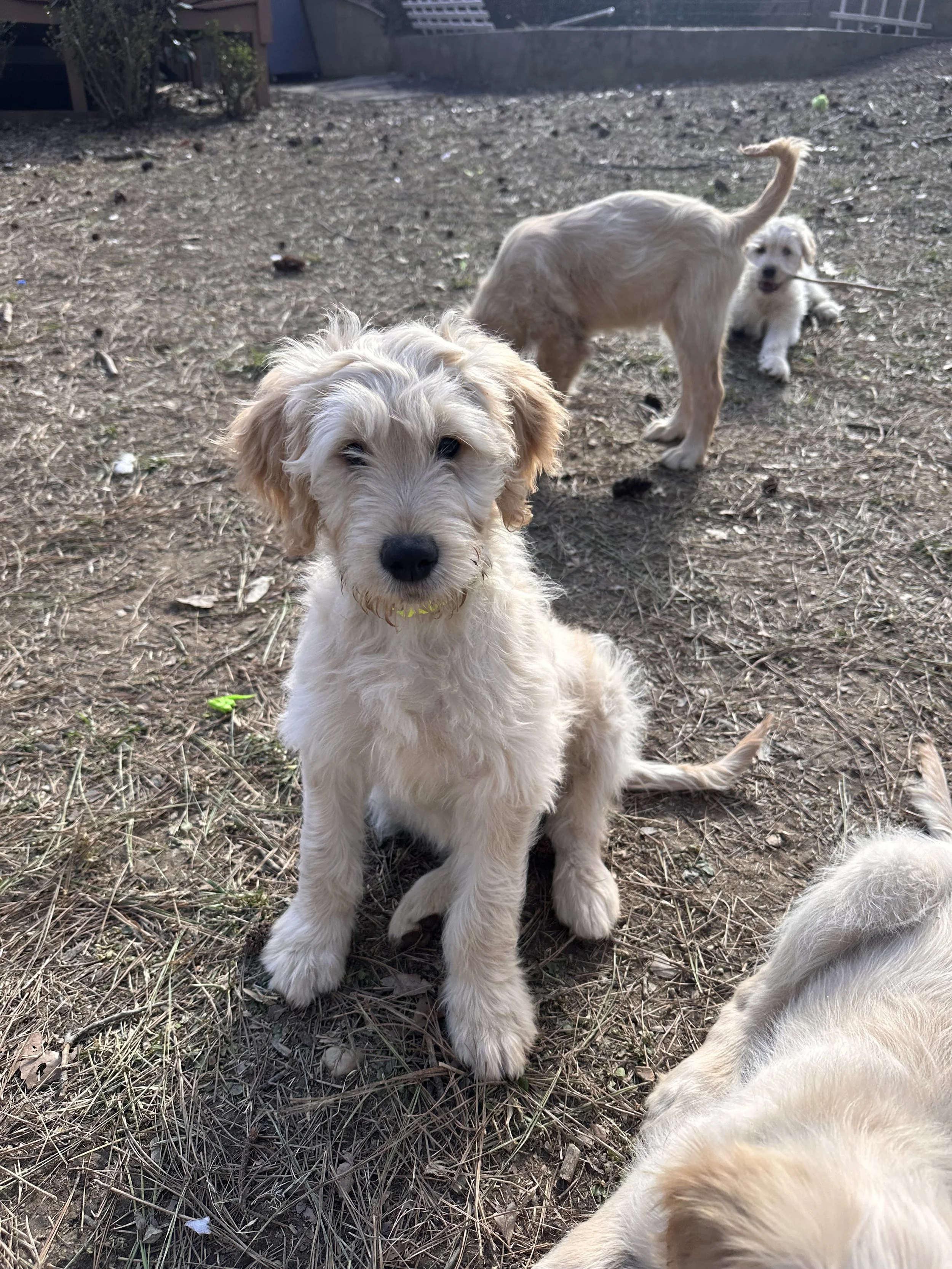 A light-colored puppy with a green bow tie lying on a red and green plaid blanket with a Christmas tree decorated with lights and ornaments in the background.