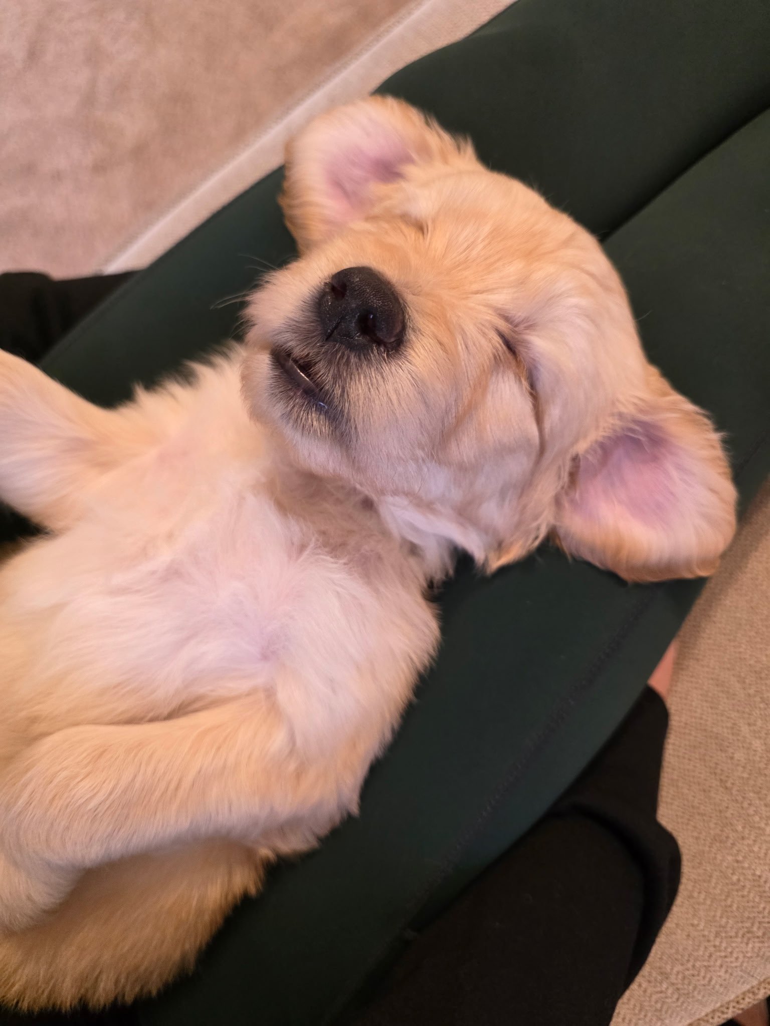 A young puppy sleeps on a person's lap, with eyes closed and a relaxed expression.