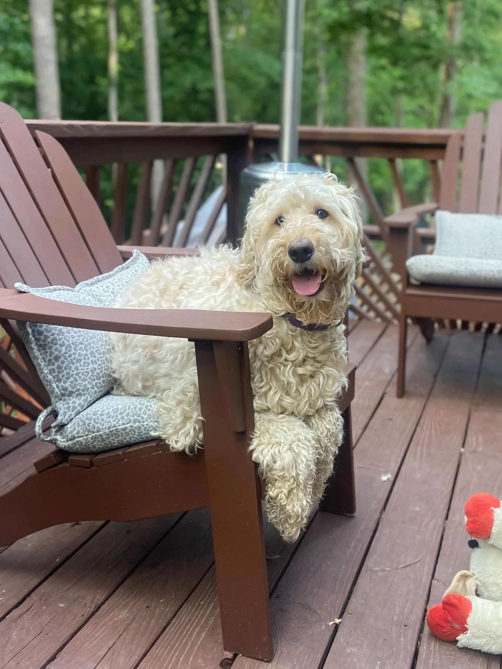 A curly-haired golden doodle dog sitting on a wooden deck chair with a patterned pillow, outdoors on a porch with trees in the background.