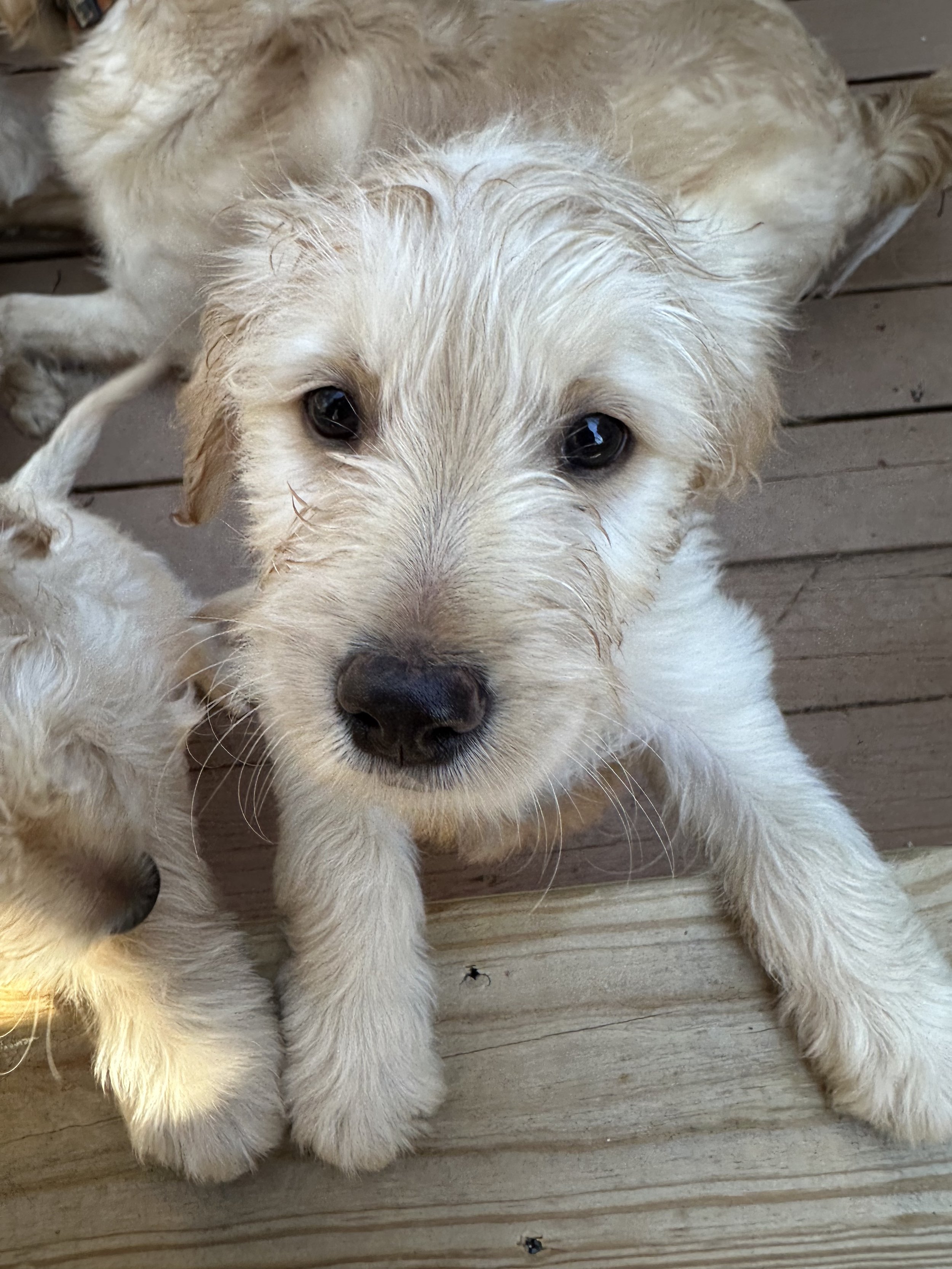 A cute, light-colored puppy with wet fur, lying on a wooden surface, looking up at the camera.