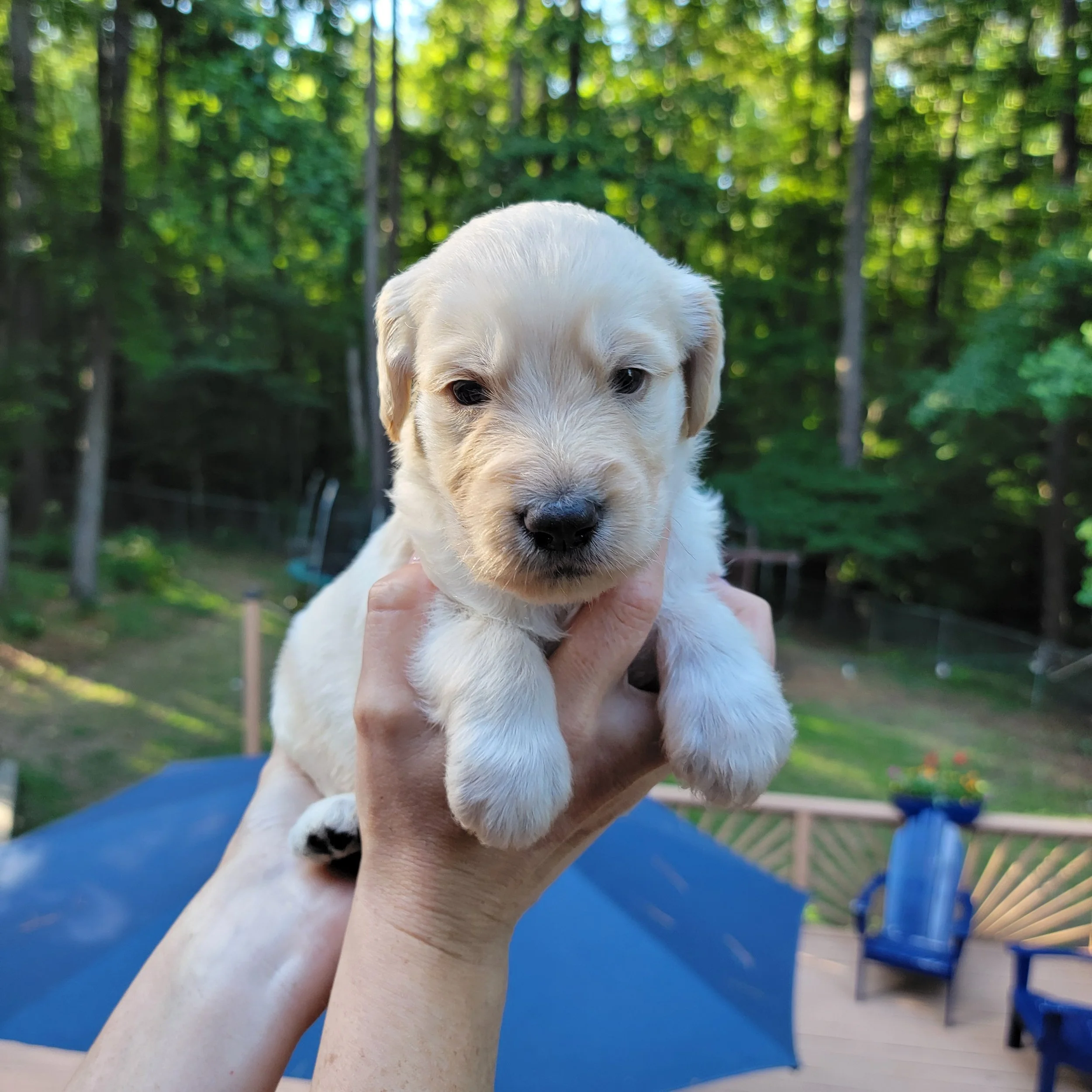 A gentle soul with an easygoing nature, this puppy is calm, affectionate, and happiest curled up next to people after a little playtime.