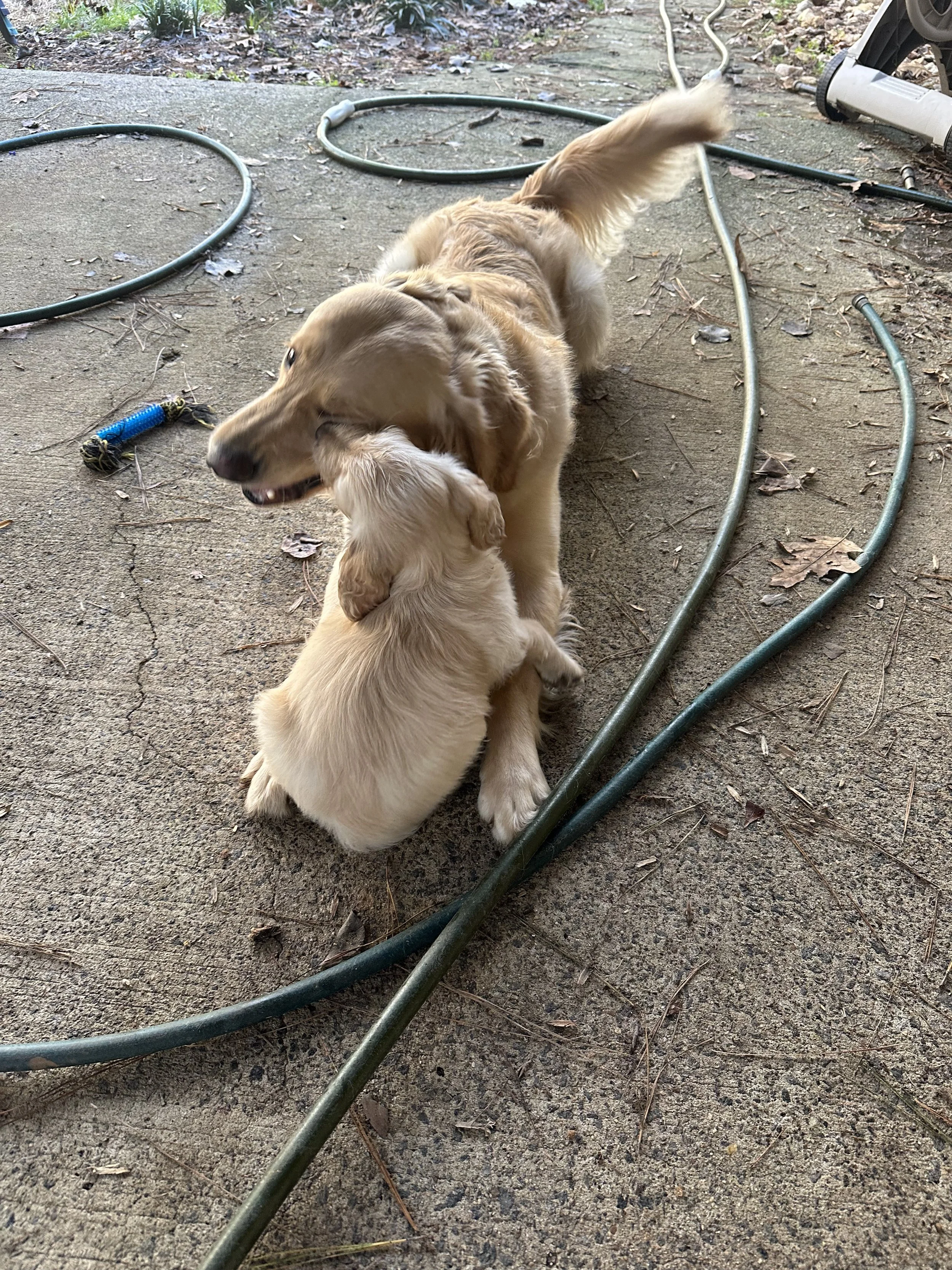 Two golden retriever puppies playing and hugging outside on a concrete surface, with garden hoses and fallen leaves around them.
