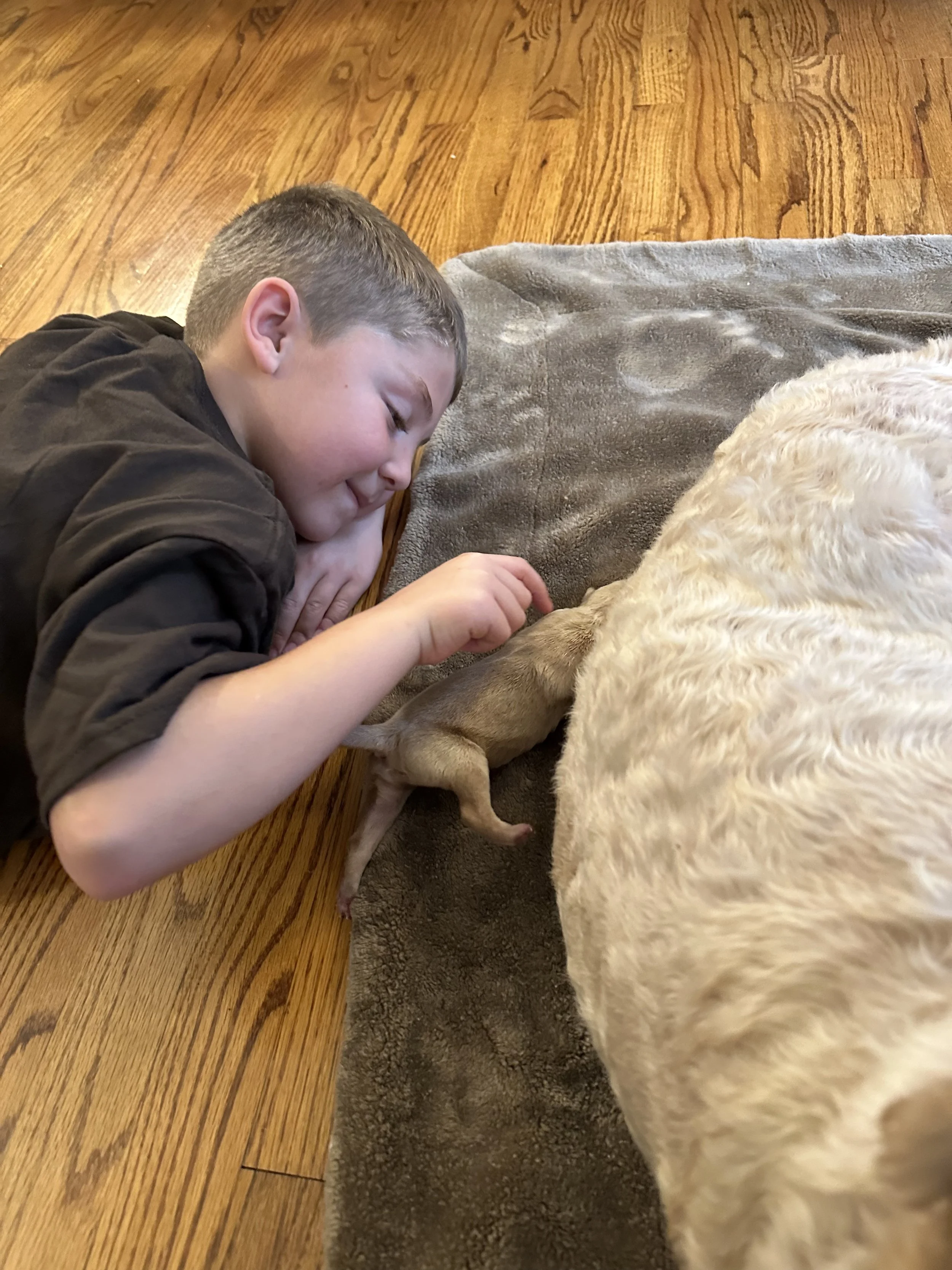 A young boy lying on the wooden floor, gently petting a small puppy next to a larger, curly-haired dog, on a gray blanket.