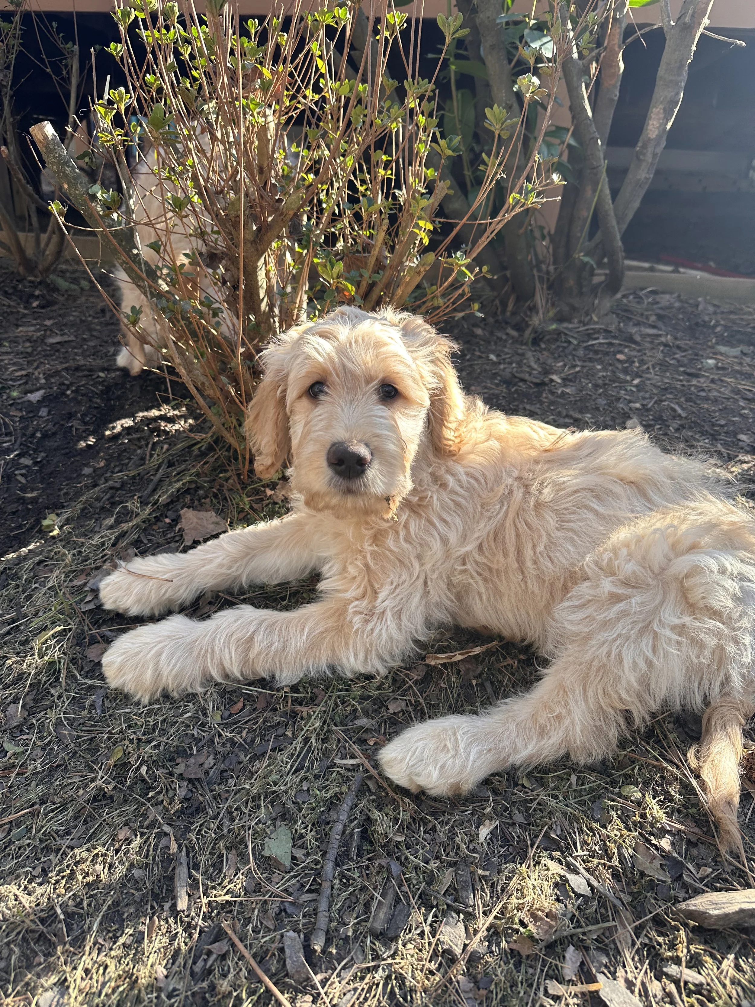 A small, light-colored puppy sleeping on a snowy, patterned blanket, wearing a yellow cape.