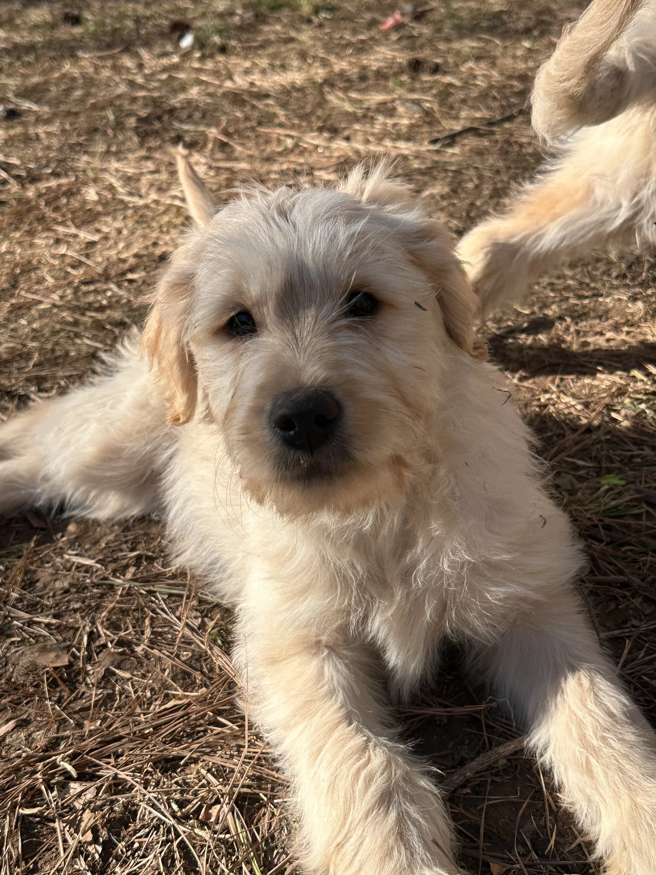 A person holding a sleeping yellow Labrador puppy with closed eyes, cuddled up on their lap.