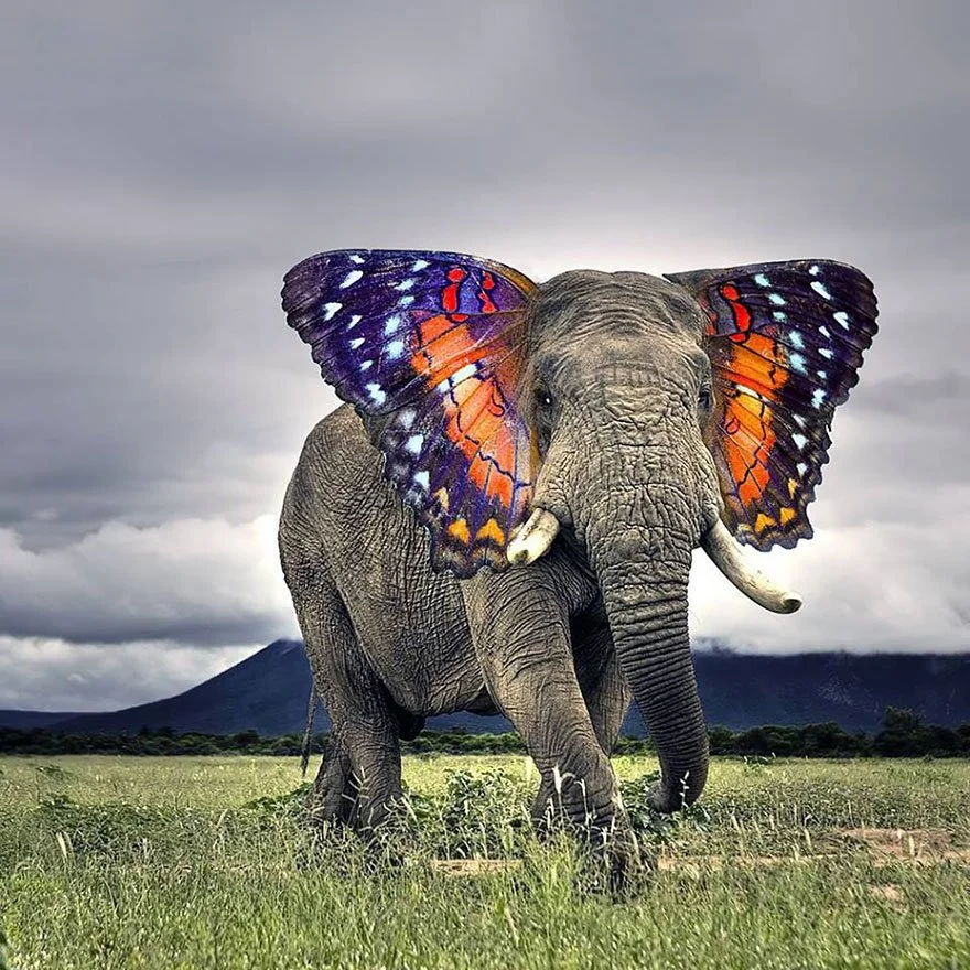 Elephant with Butterfly ears