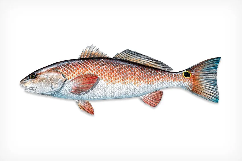Redfish