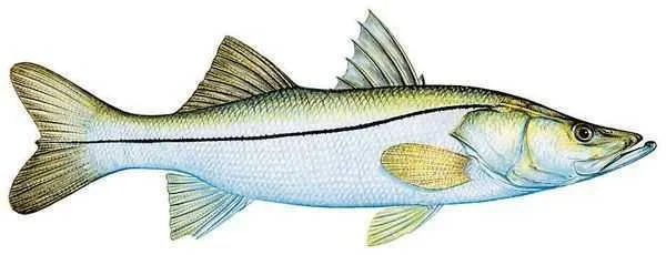 Snook