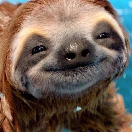 Sloth smile