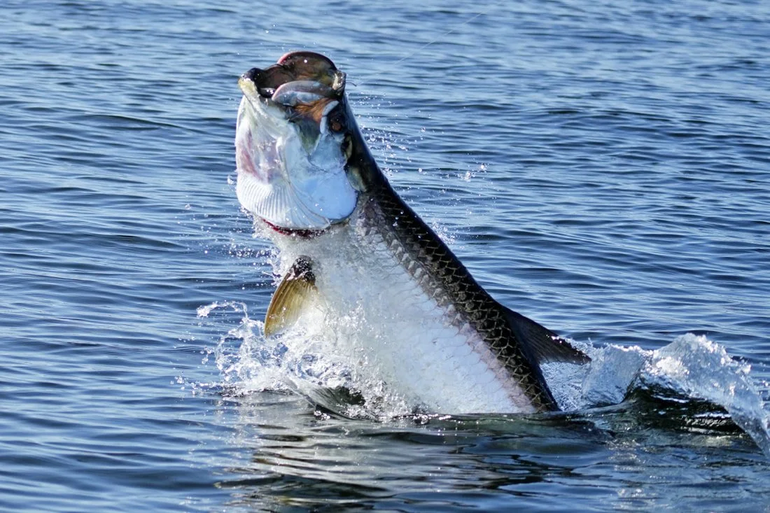 Tarpon
