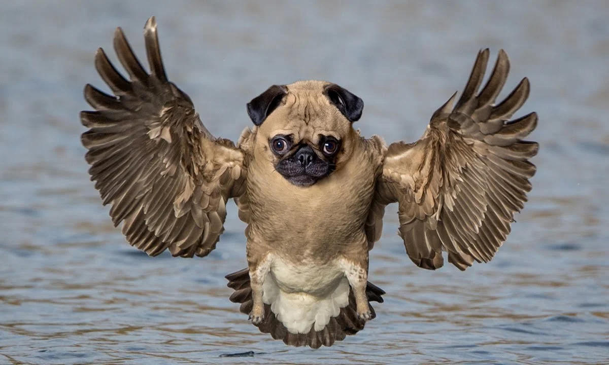 Pug with wings