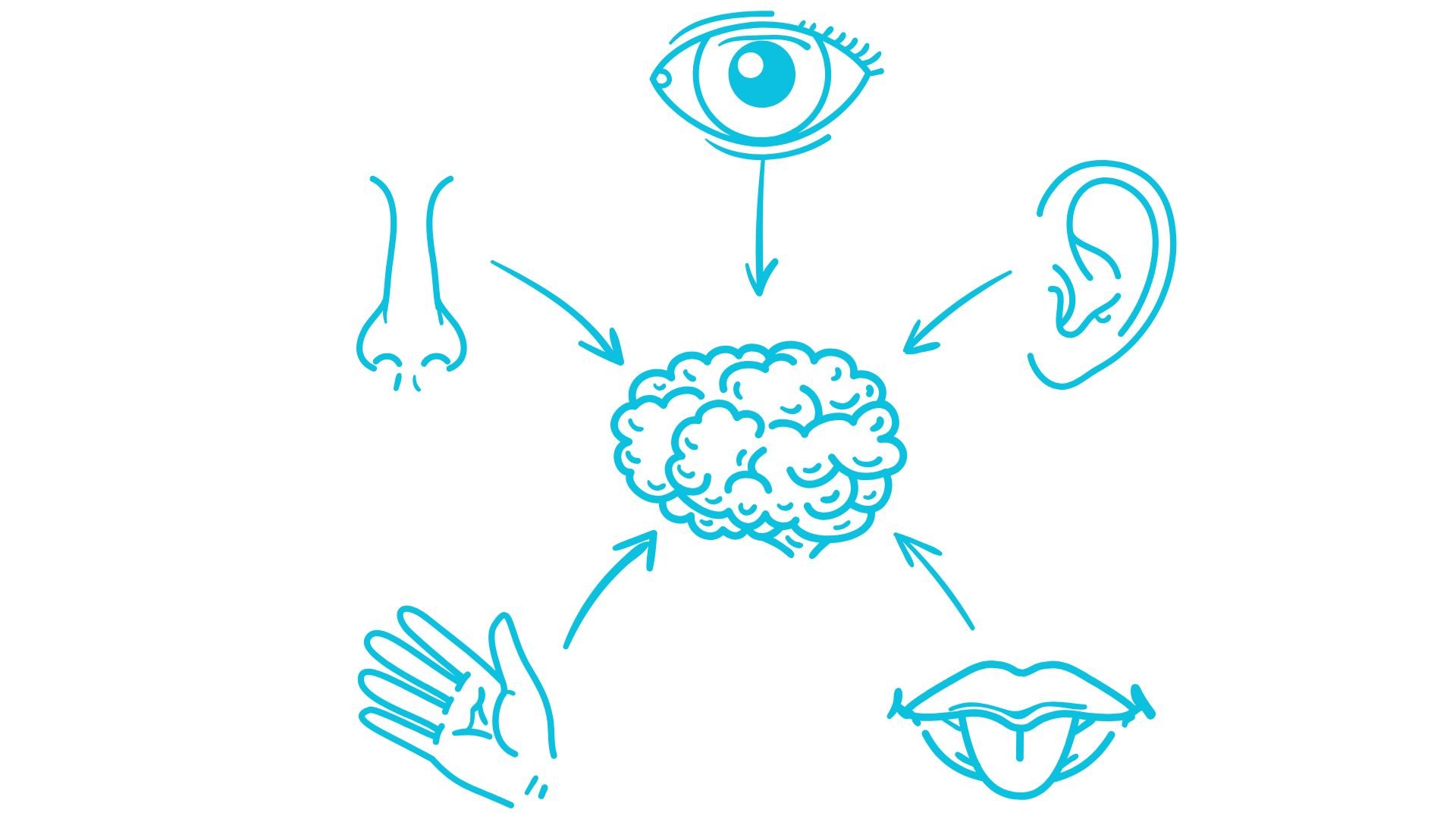 Diagram in blue showing five senses: nose, eye, ear, hand, and mouth, with arrows pointing to a brain in the center.