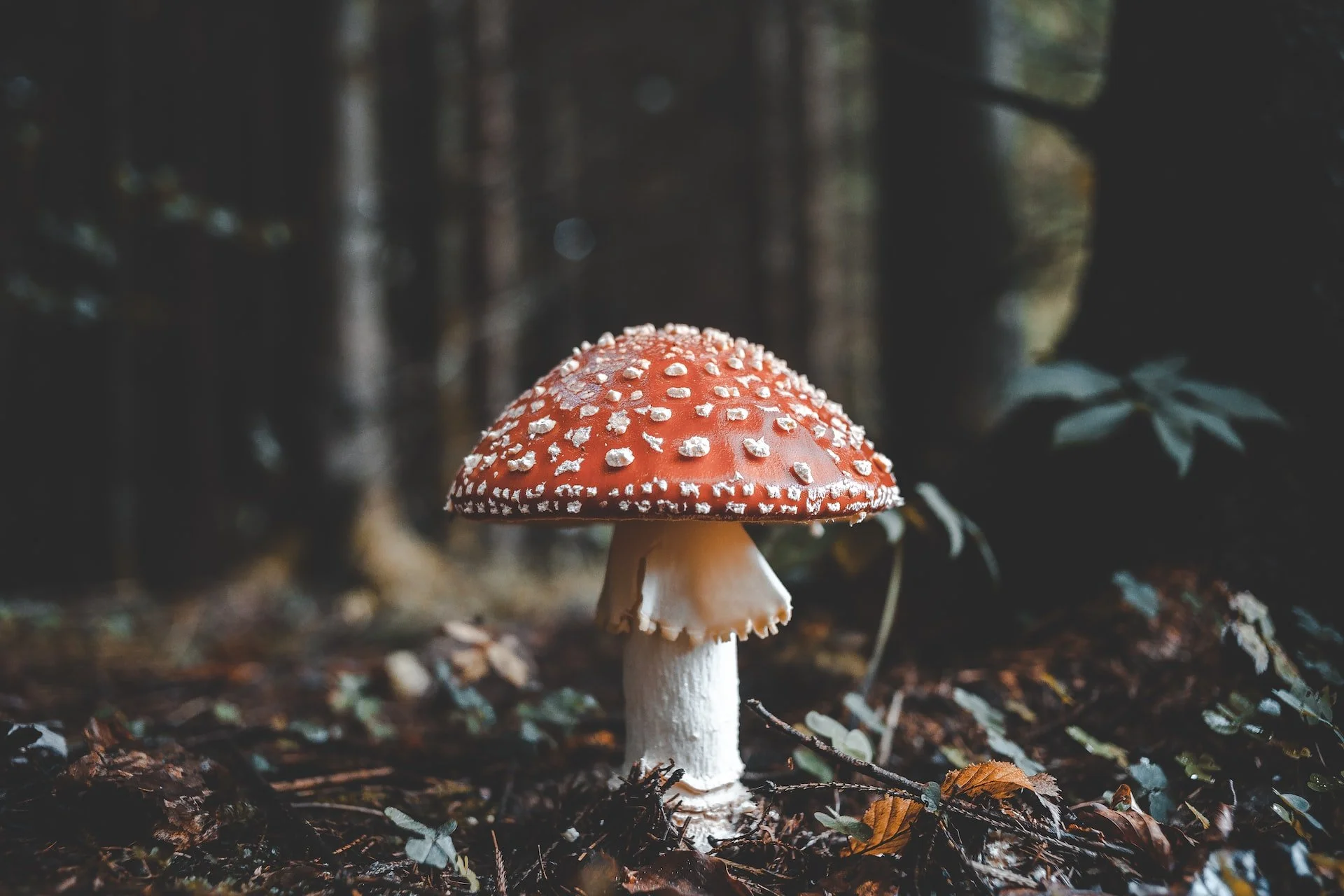 A red and white mushroom, known as a fly agaric, growing on the forest floor among leaves and twigs with a blurred forest background.