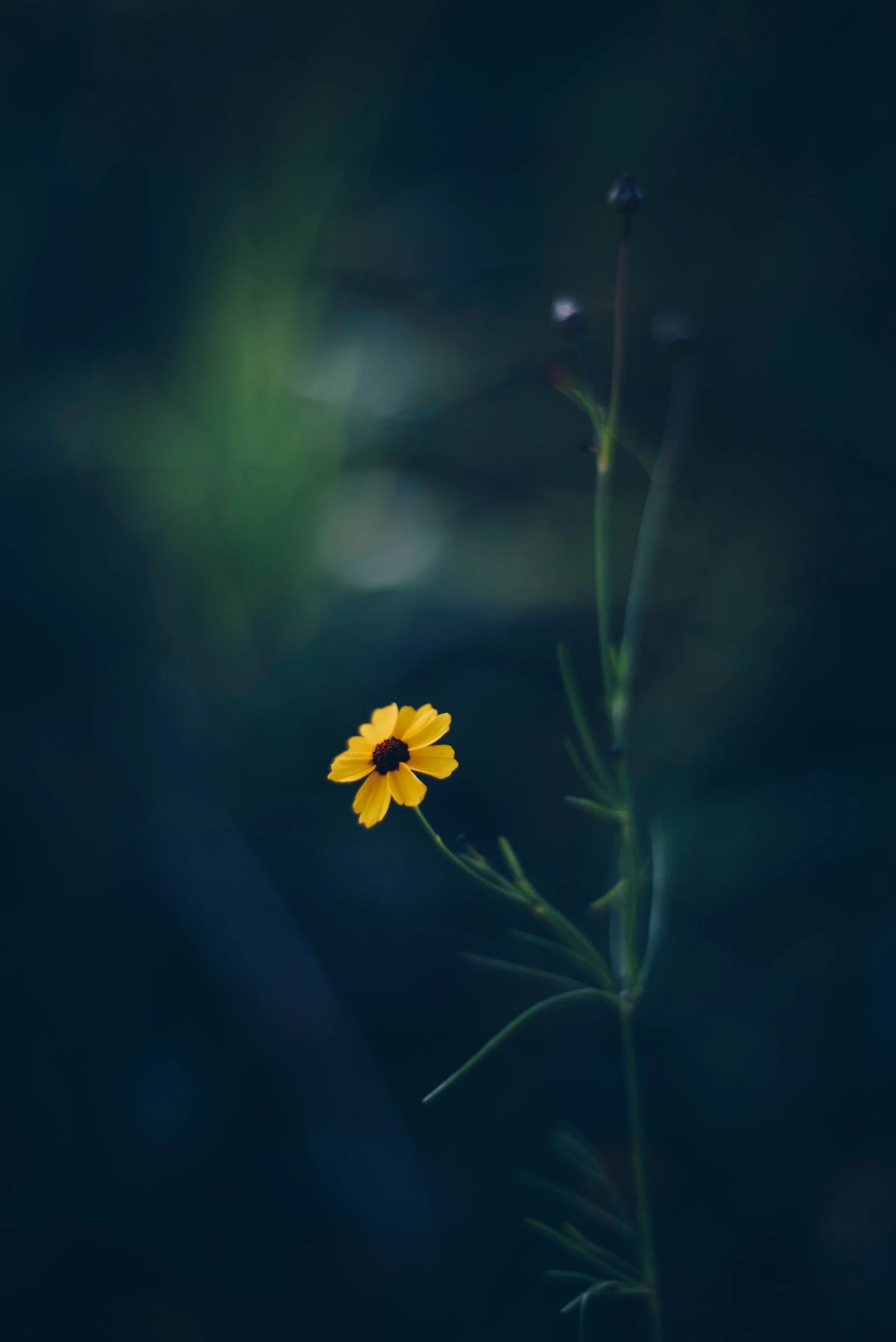 website-template-therapy-counseling-pnw-seekers-59.jpg
