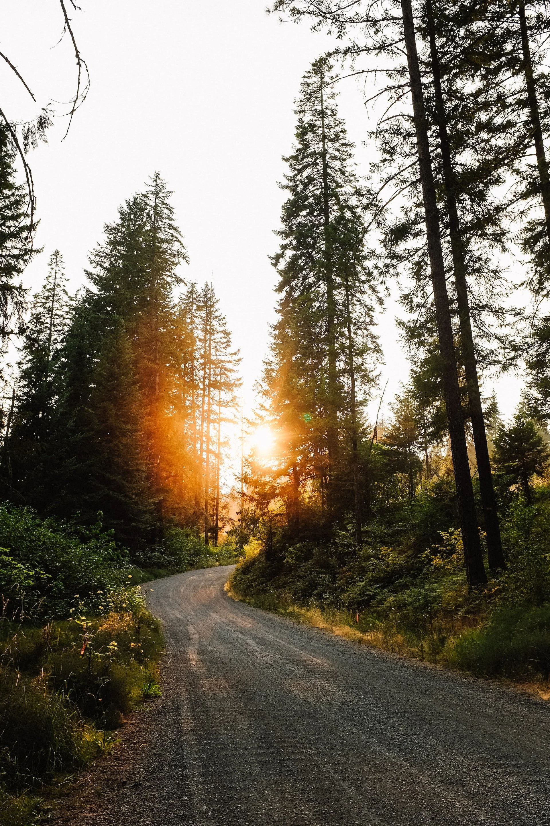 A winding dirt road through a forest with tall trees and sunlight shining through the branches.