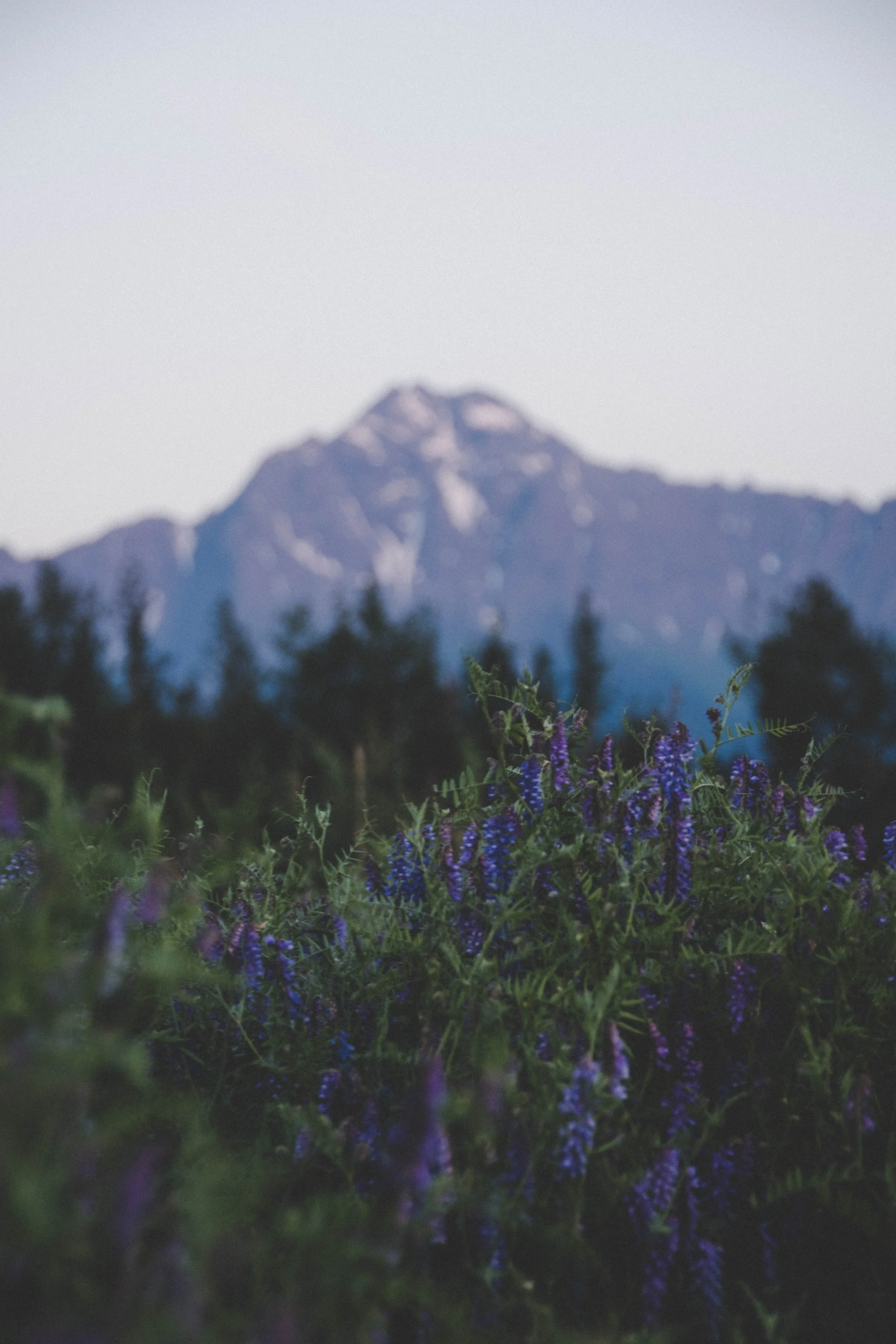 Trauma therapy in Seattle, WA for relational healing.