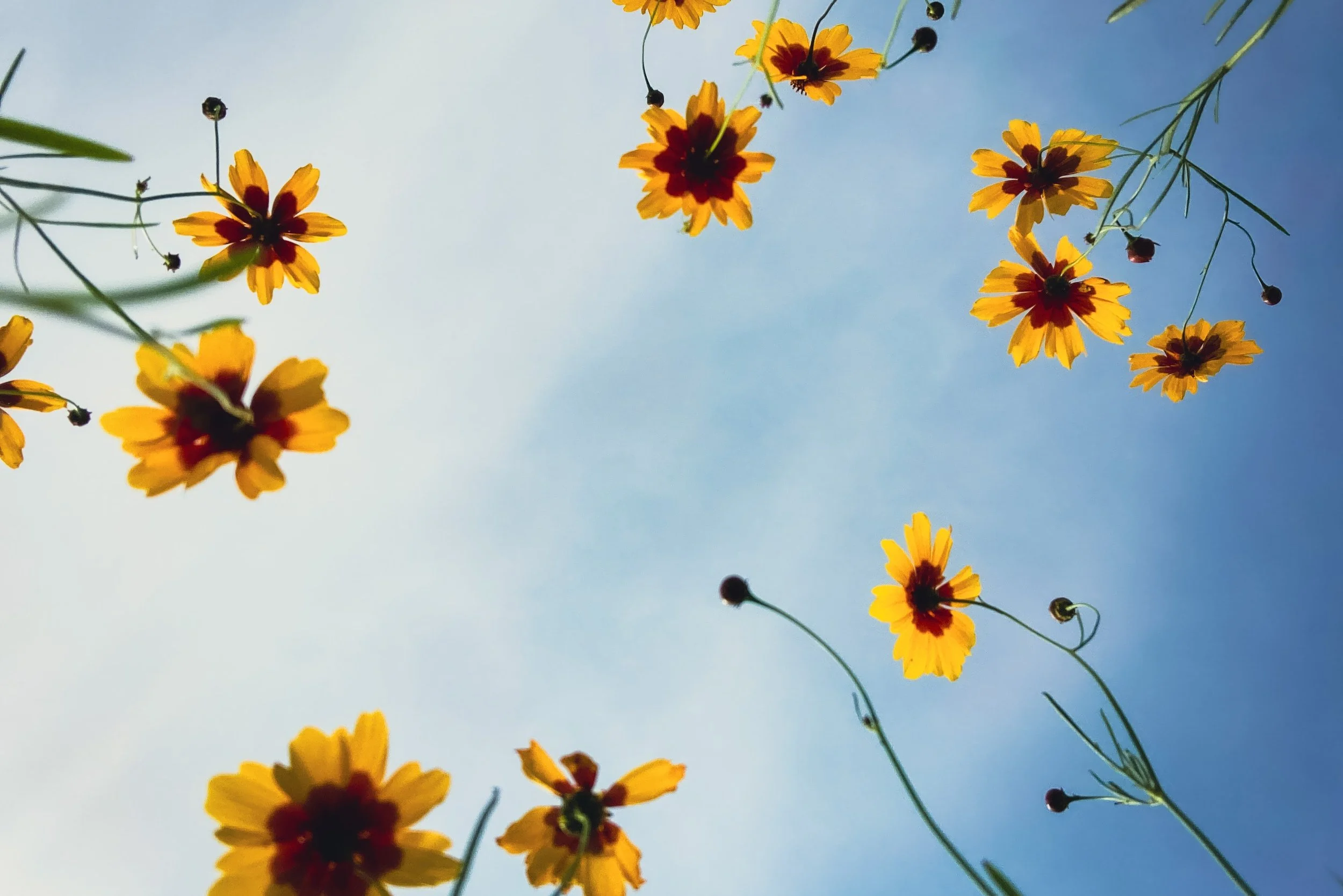 Trauma therapy in Seattle, WA for relational healing.