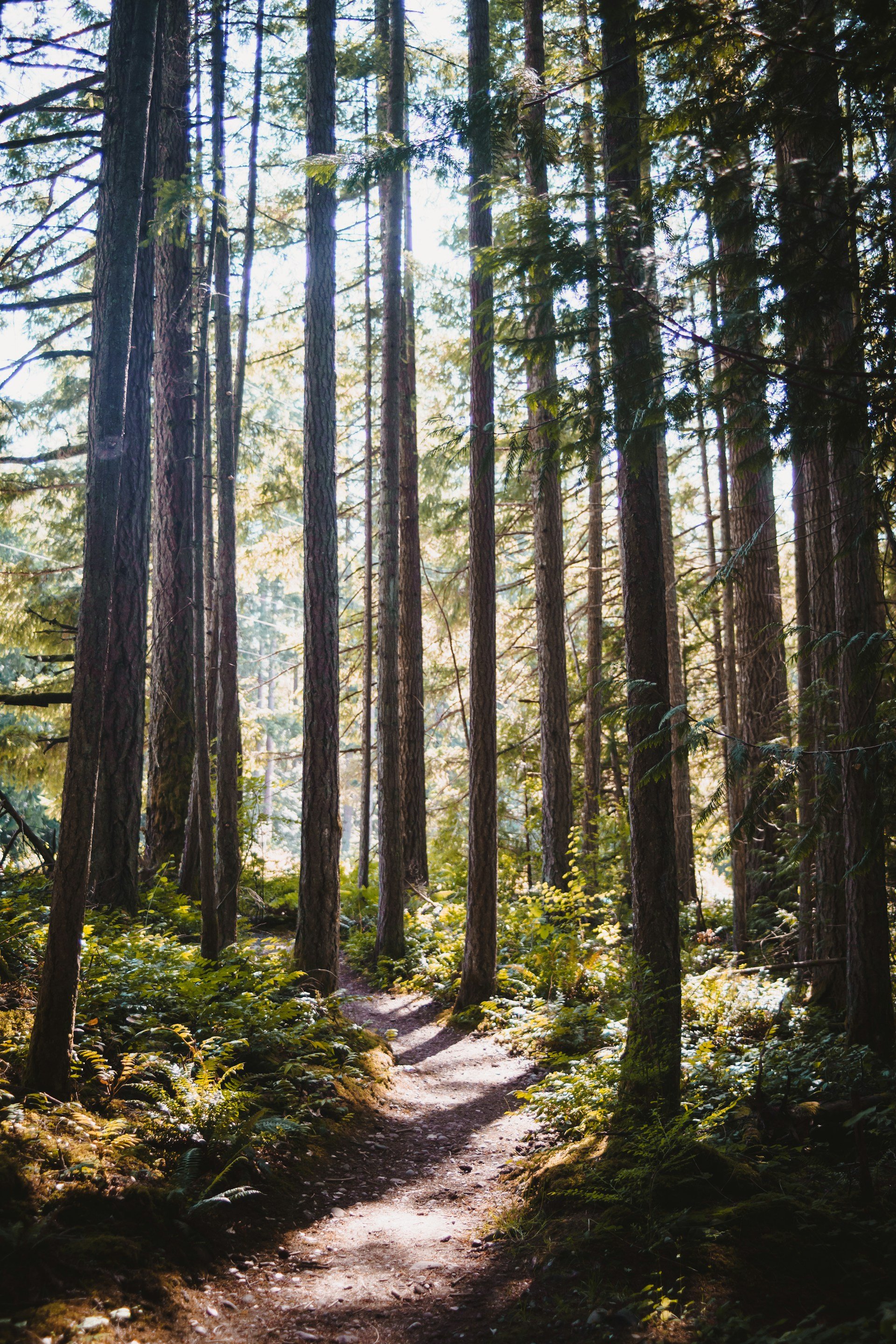 Trauma therapy in Seattle, WA for relational healing.