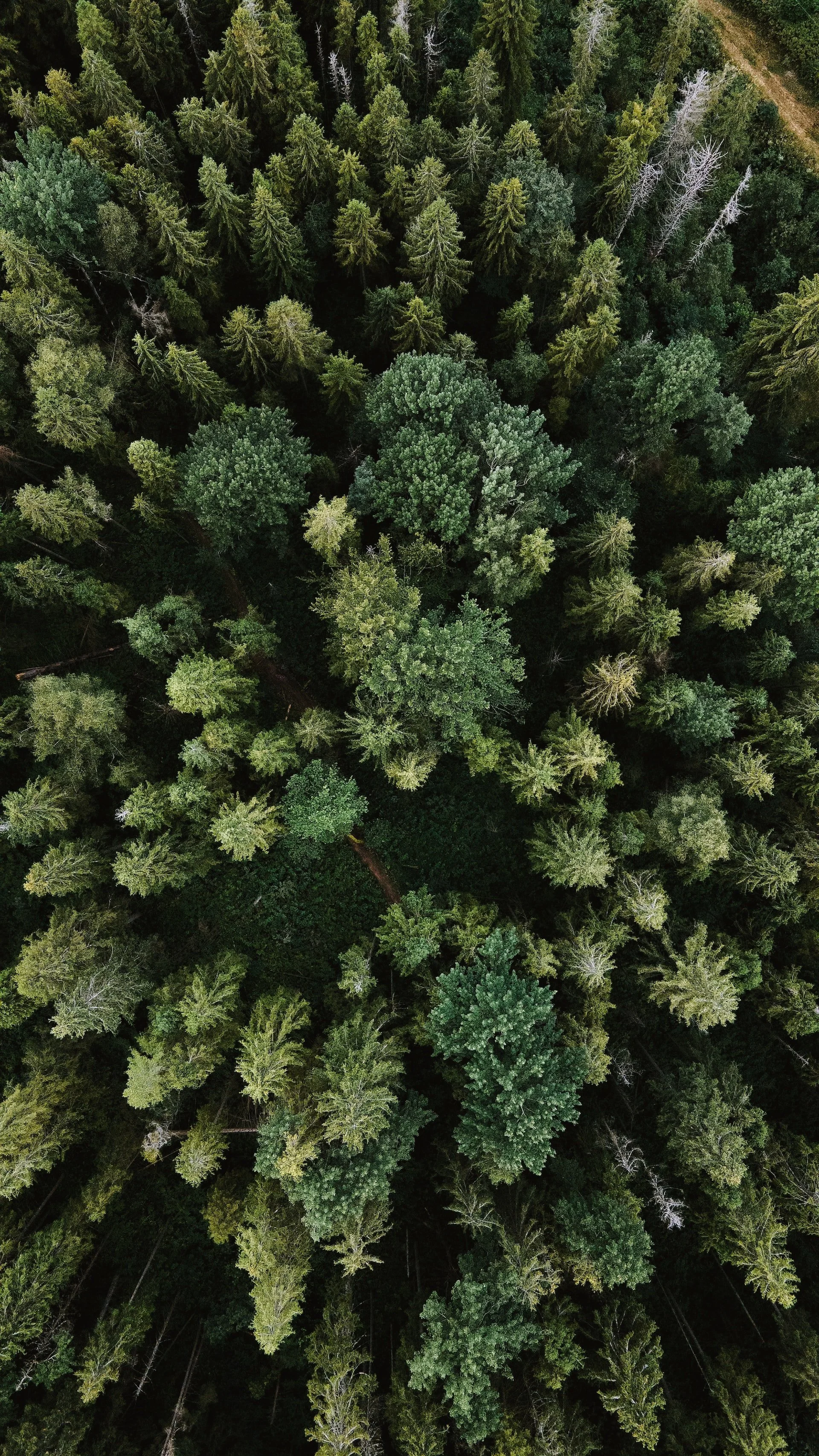 Aerial view of a dense forest with tall green trees and some dead or leafless trees on the right side.