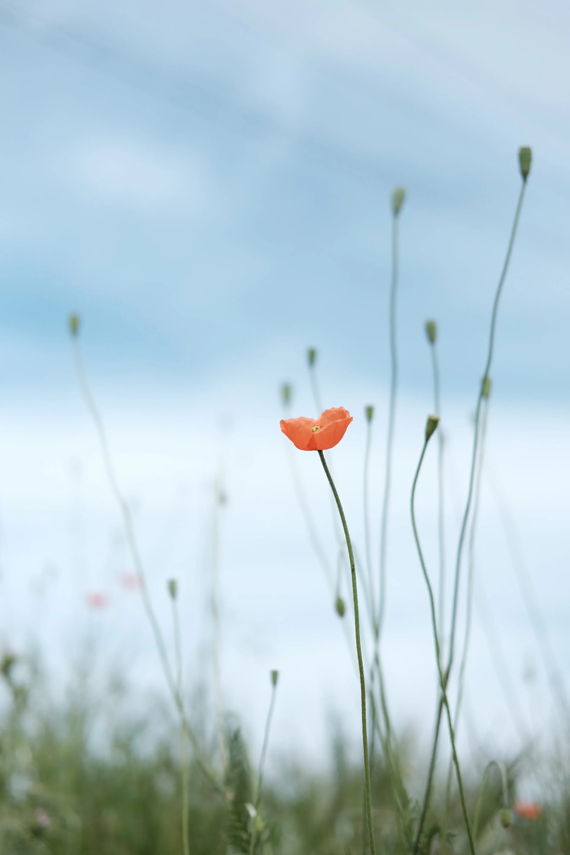 Trauma therapy in Seattle, WA for relational healing.