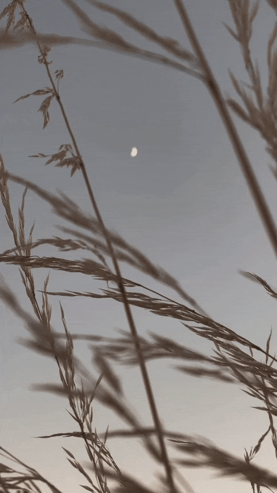 Close-up of tall grass with the moon orbits in the cloudy sky in the background.