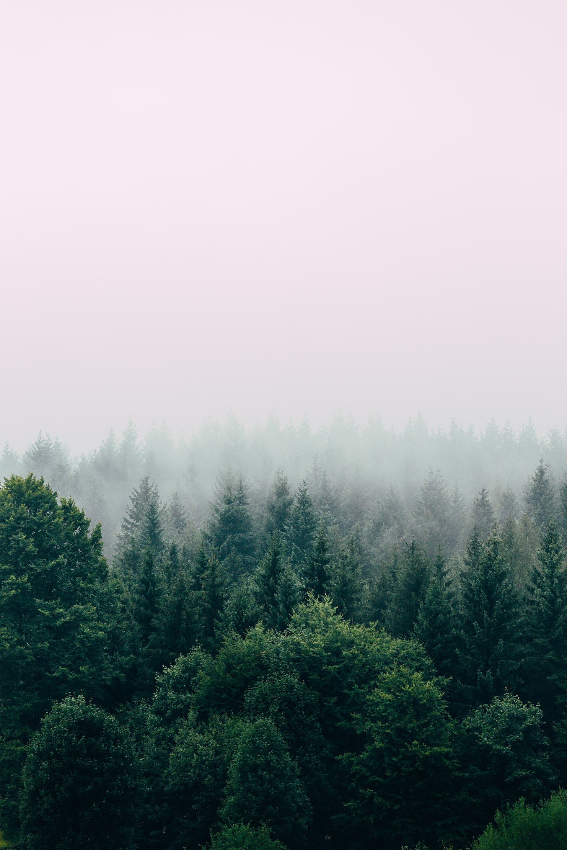 A forest with tall, green trees shrouded in fog on a cloudy day.