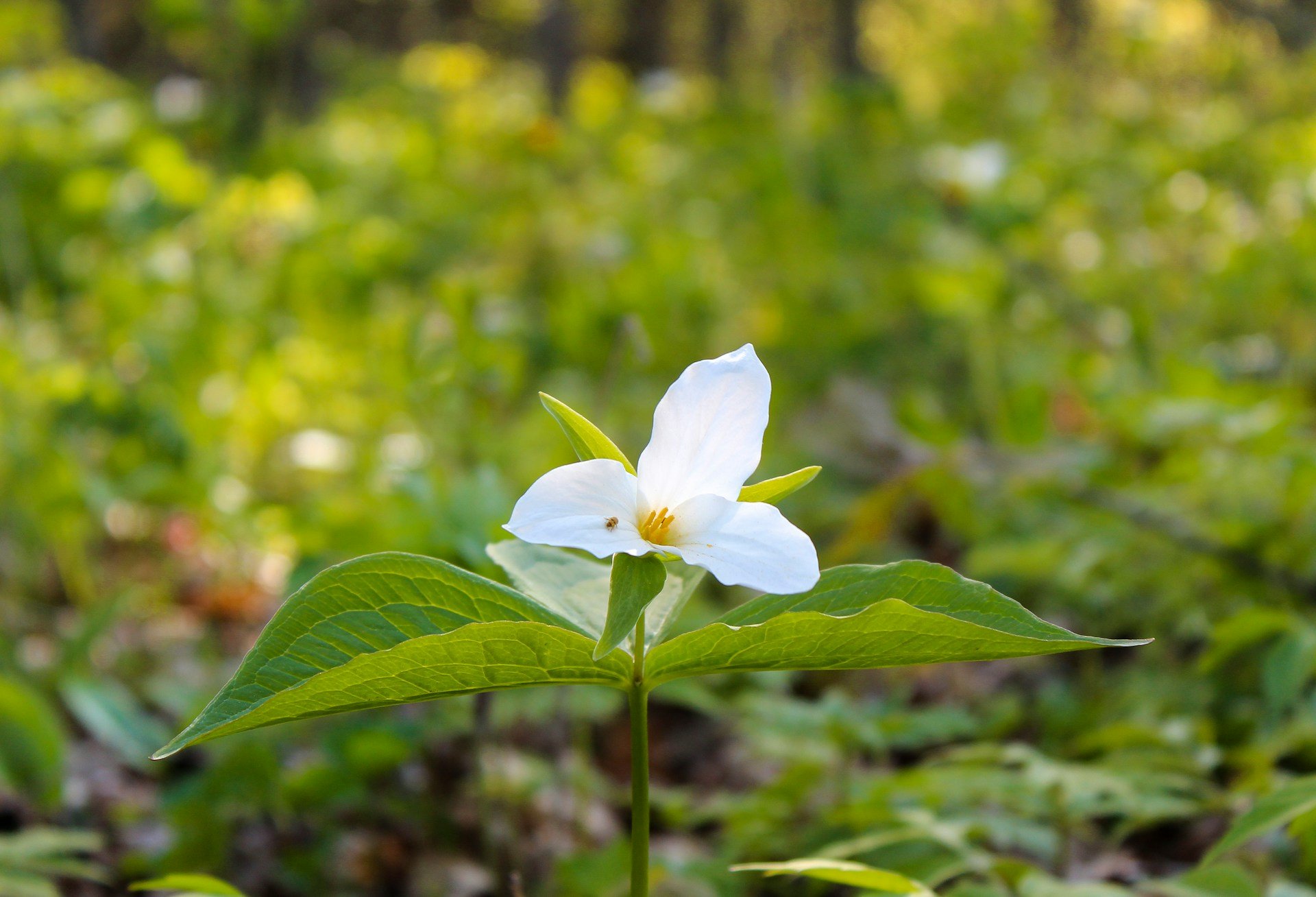 A white flower with three petals and yellow stamens, surrounded by green leaves, in a natural outdoor setting with blurred greenery in the background.