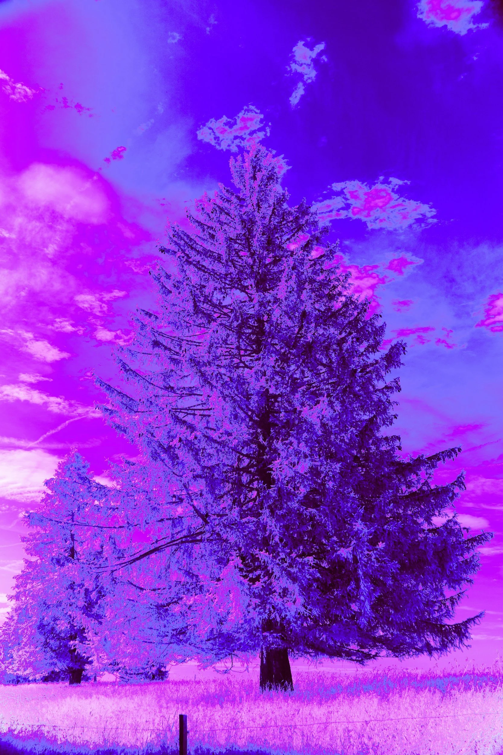 A large tree in a field with vibrant purple and pink hues in the sky and landscape, giving an artistically altered or surreal appearance.