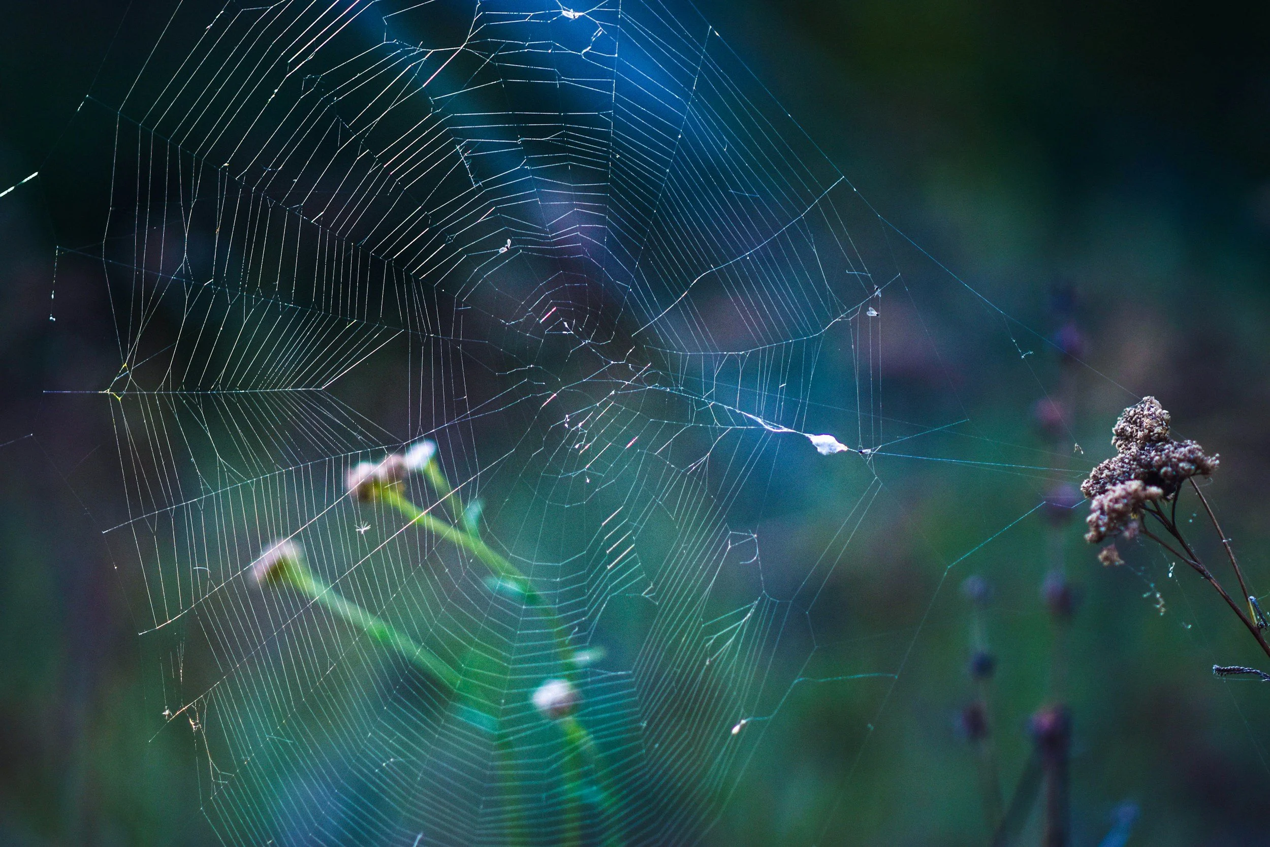 Ketamine Therapy and Psychedelic Integration in Seattle, WA