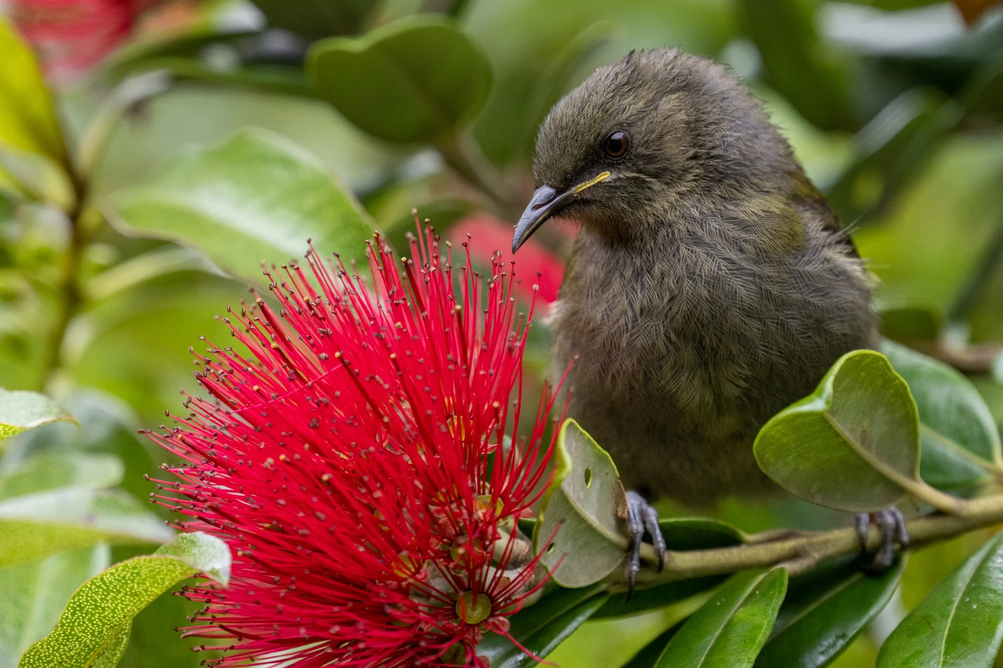 A small brown bird with a curved black beak perched on a branch beside a bright red bottlebrush flower, surrounded by green leaves.