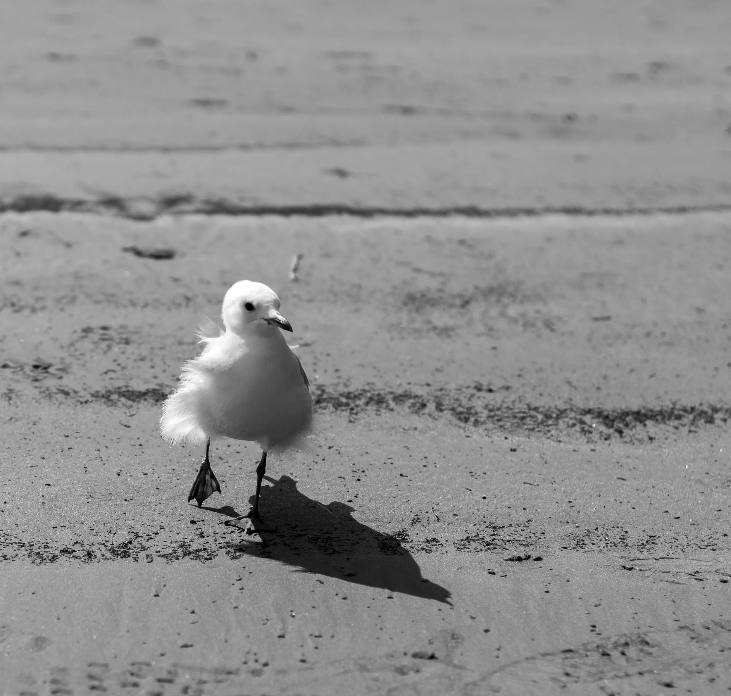 A baby seagull walking on sandy beach with its shadow cast on the sand.