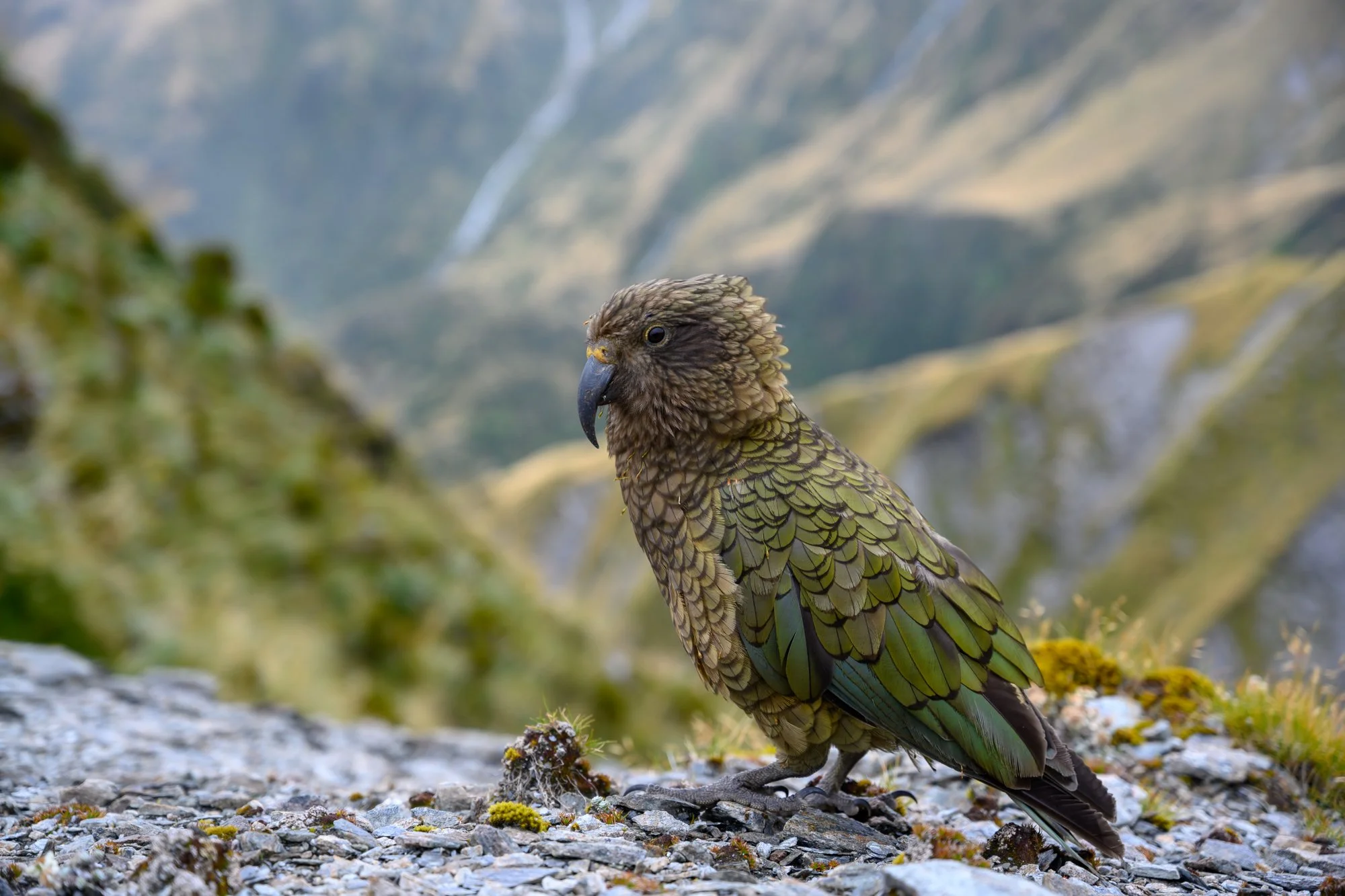 A close-up of a brown and green bird, possibly a Kea, standing on a rocky terrain with some moss and lichen, with mountainous landscape in the background.