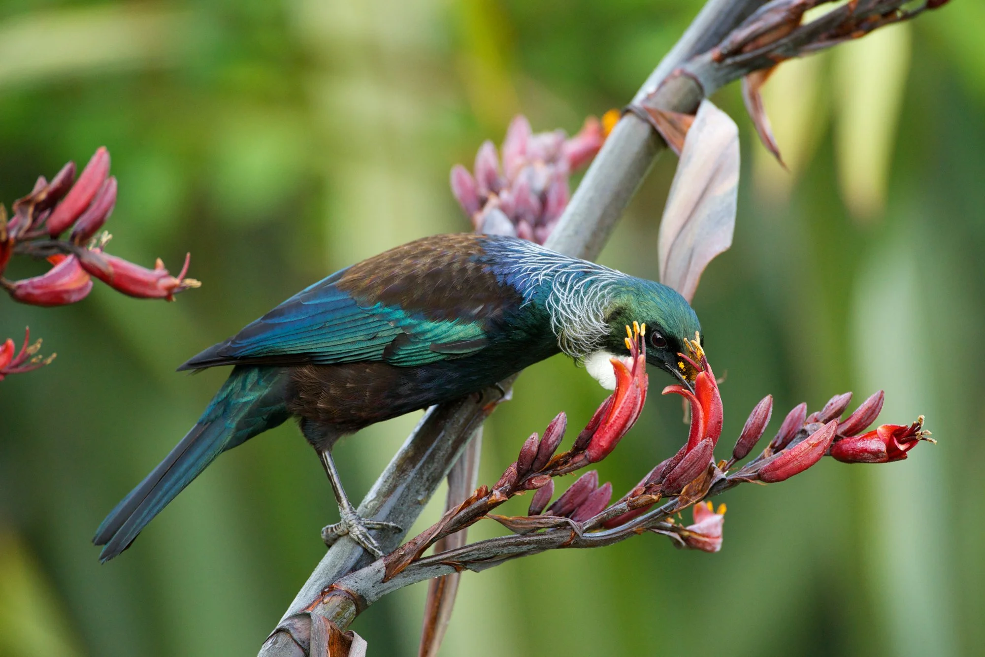 A colorful bird with green, blue, and brown feathers perched on a branch with pink flowers, with a blurred green background.