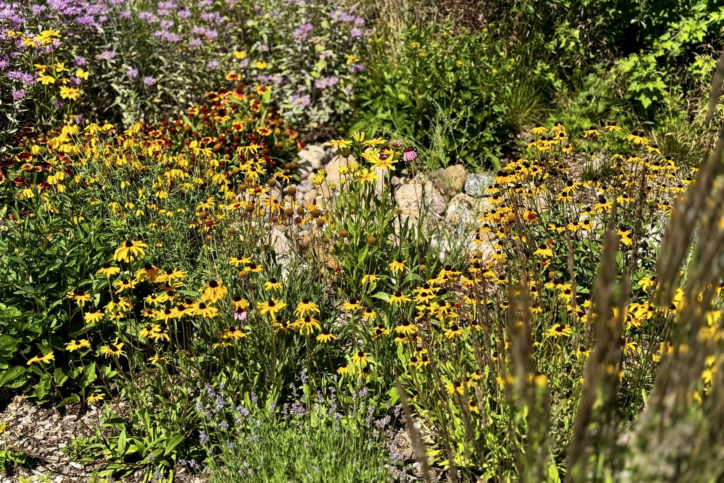 IMG_4526.jpeg