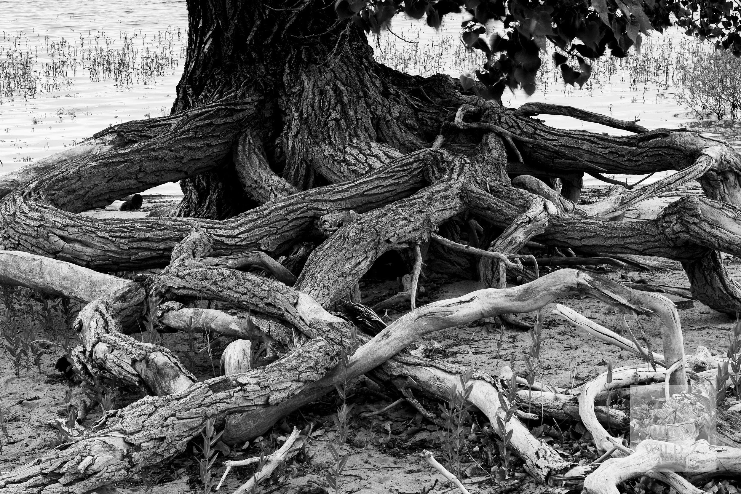 Roots _2_web_jpeg.jpg