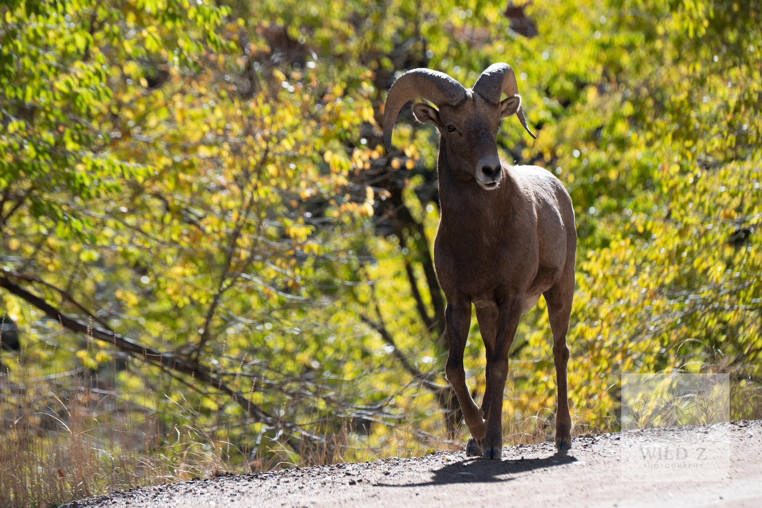Big Horn Sheep - Ram