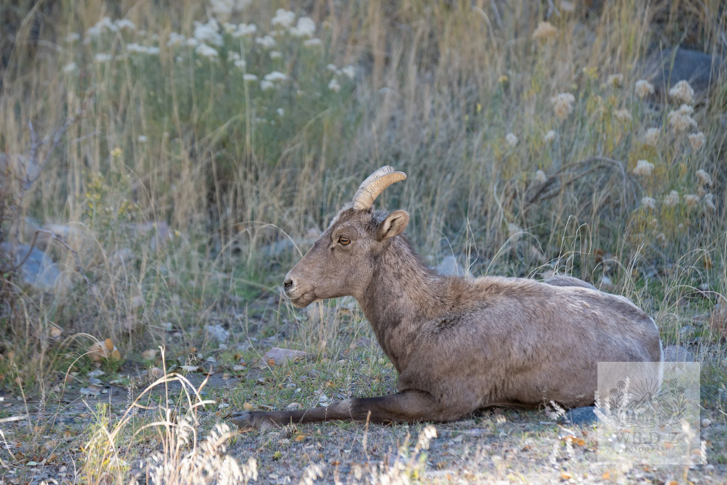 Bighorn Sheep - Female