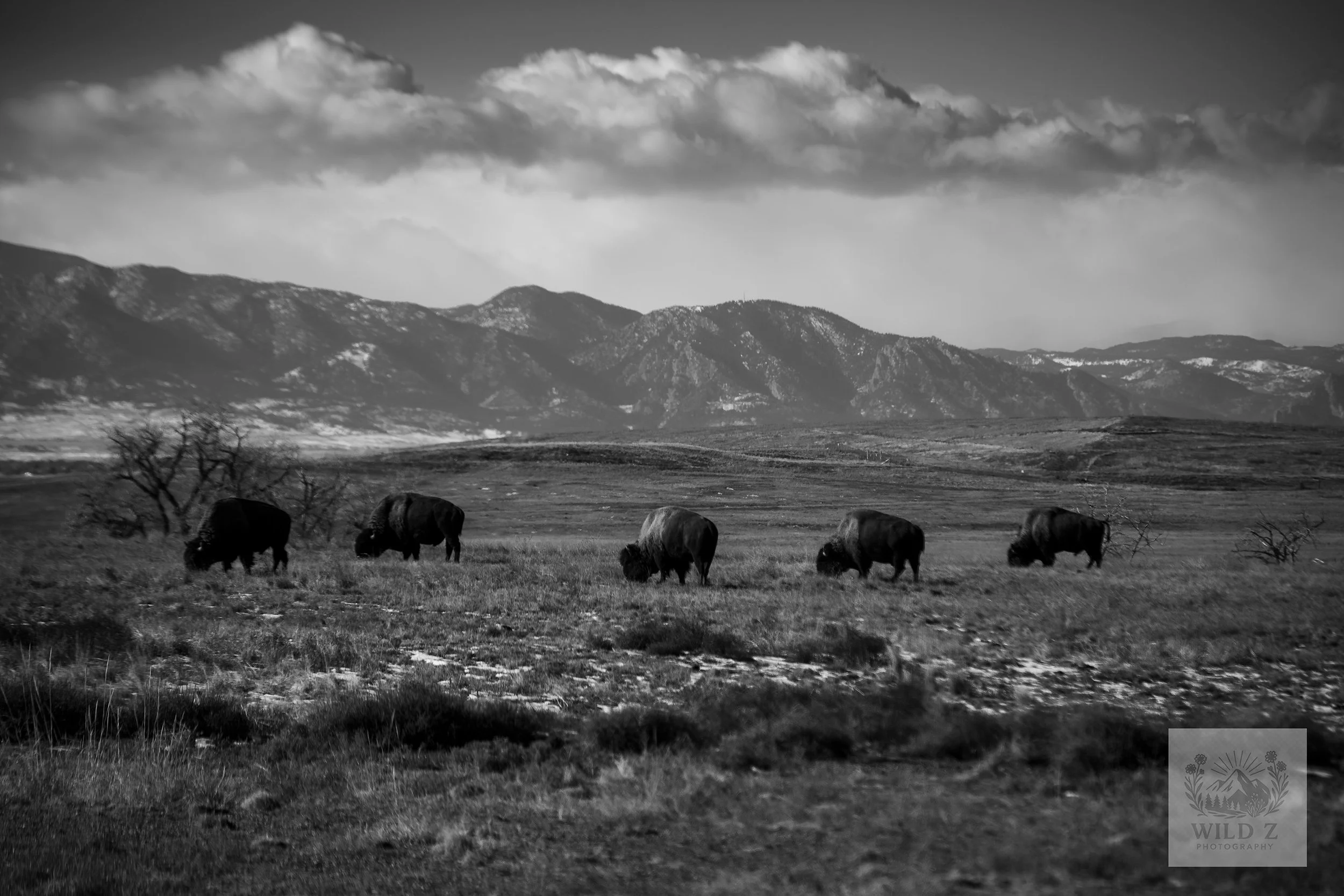 Buffalo Rocky Mountain Arsenal_jpeg.jpg