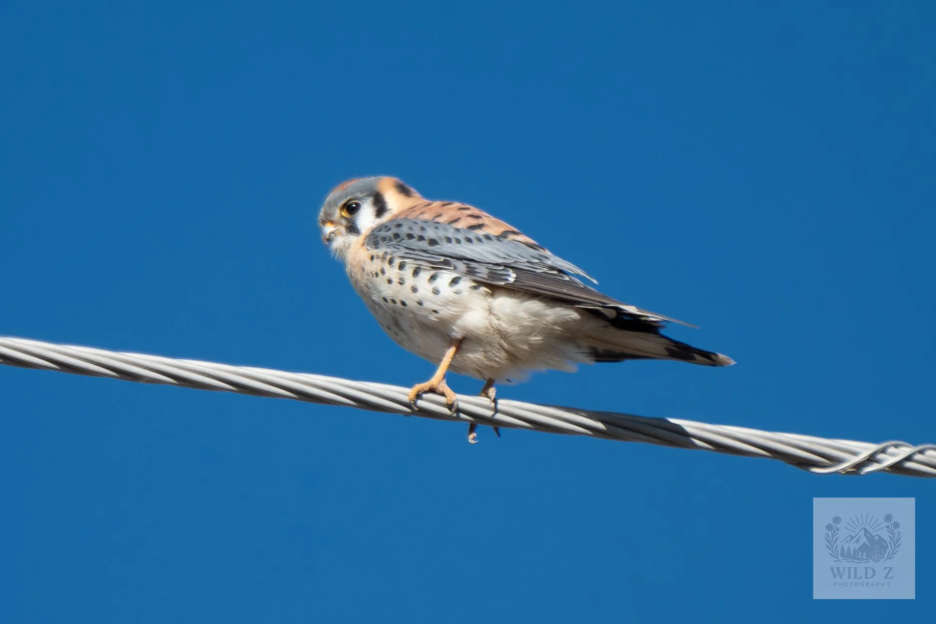 American Kestrel