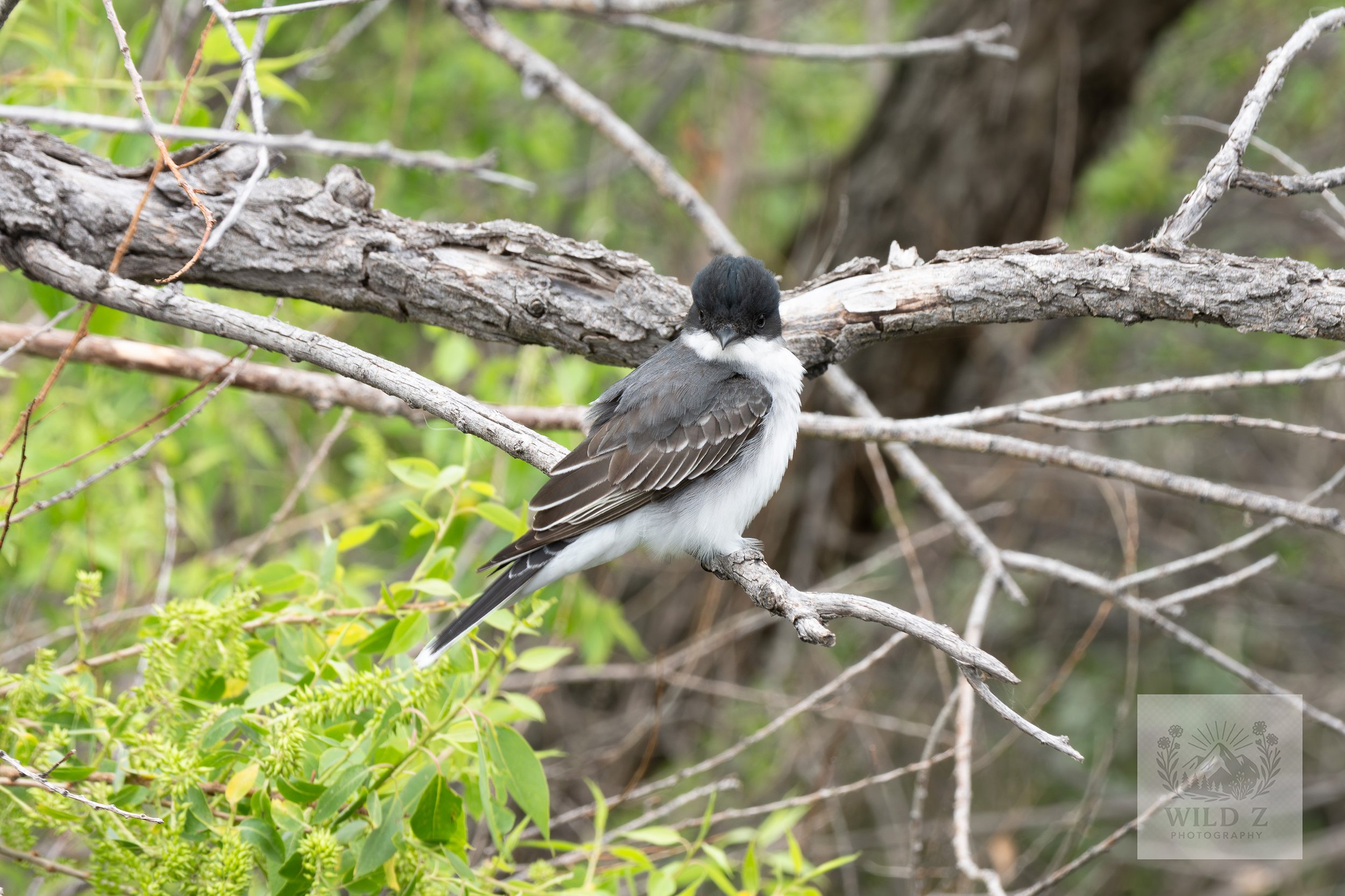 Eastern Kingbird
