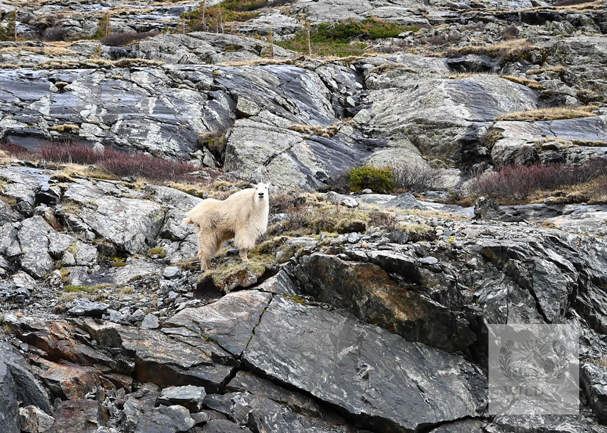 Mountain Goat