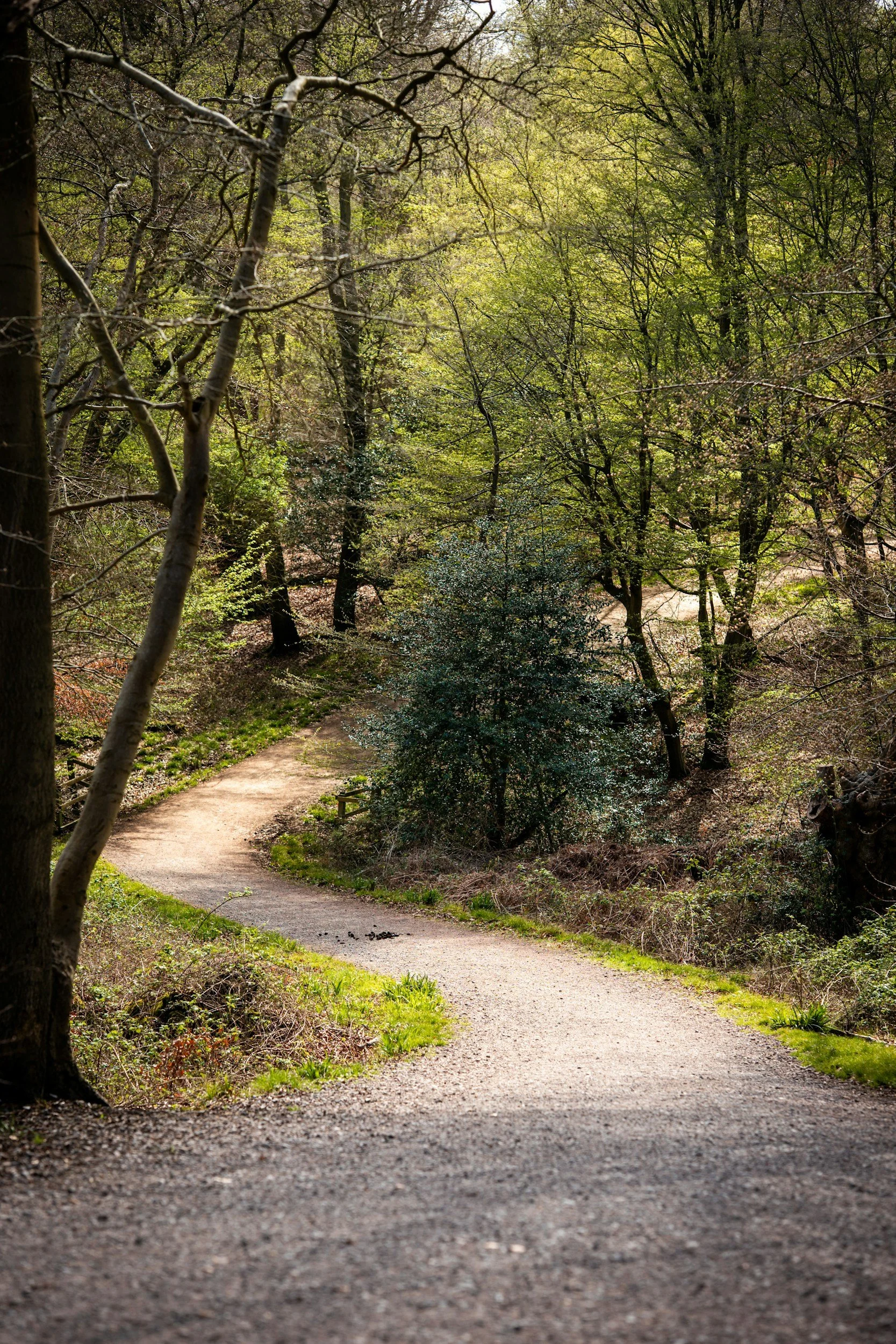 Winding forest path representing the non-linear journey of trauma healing and recovery