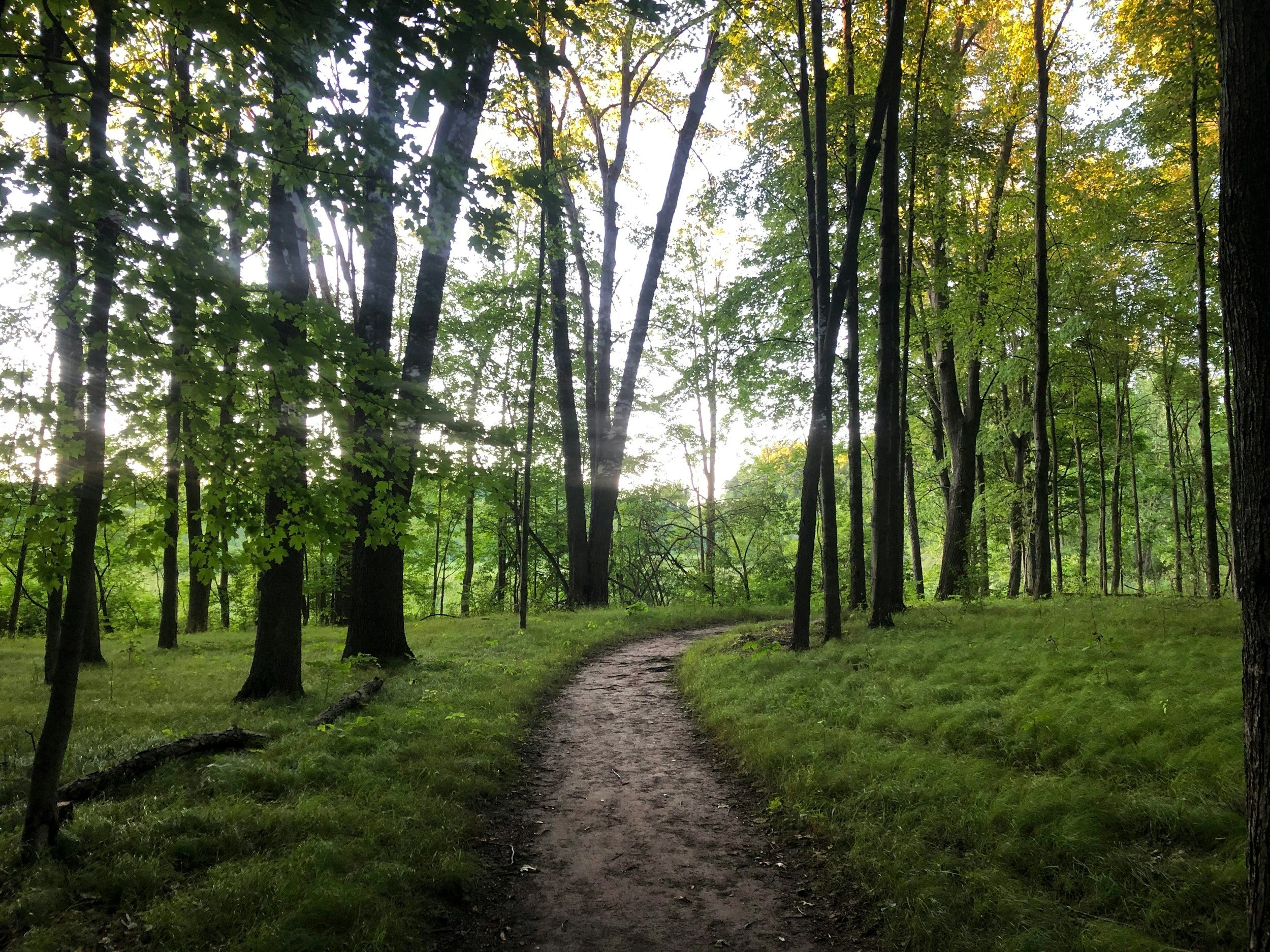 Peaceful walking trail representing nervous system healing and gradual emotional regulation through somatic therapy