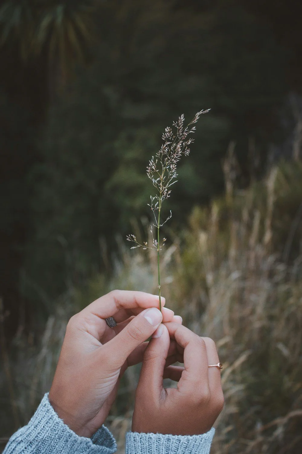 Person holding a tall, delicate wild grass stem outdoors with a blurred natural background.