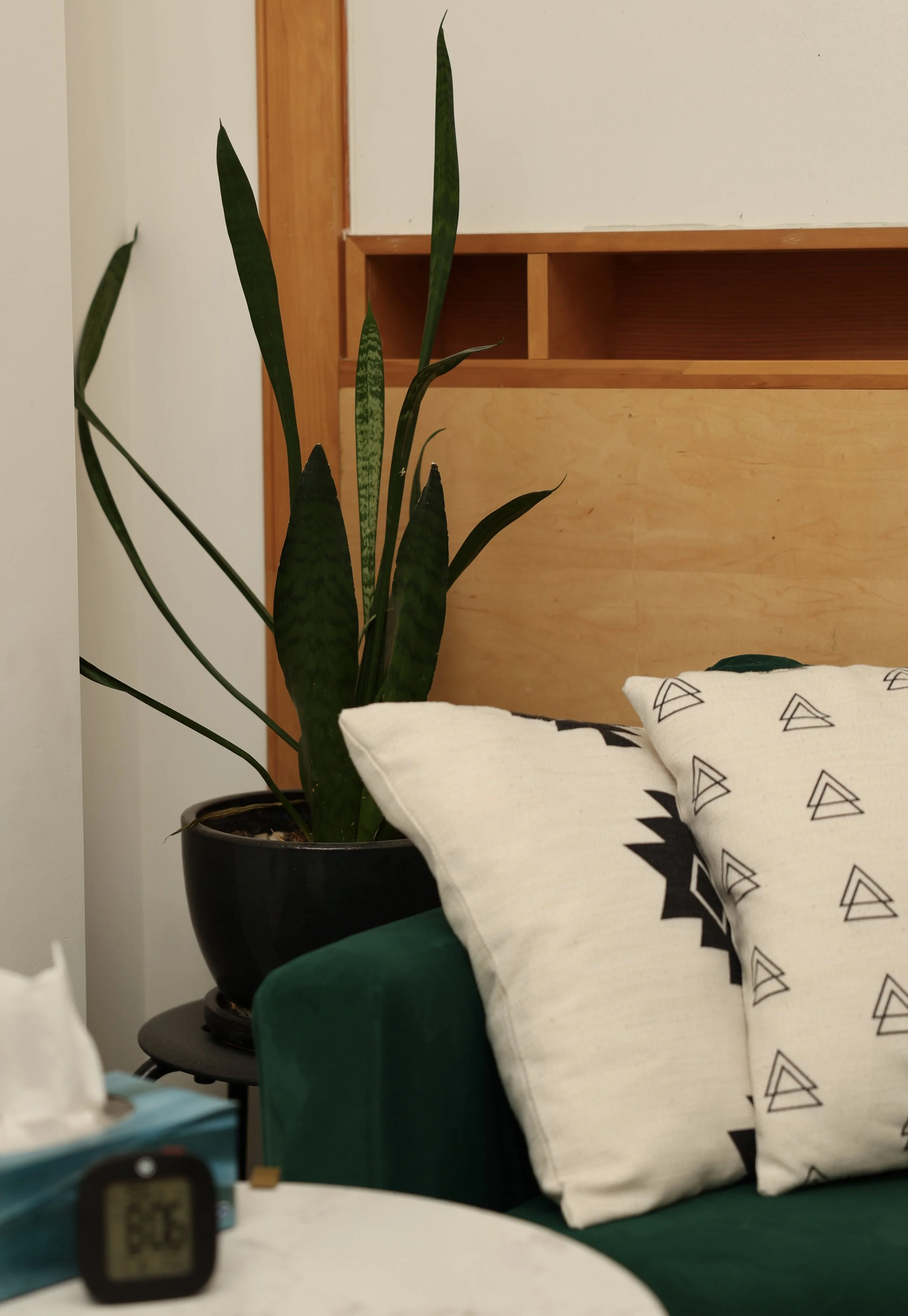 Potted snake plant next to a white pillow with black triangle patterns on a green couch, with a wooden headboard and a small side table with tissues and a digital clock in the background.
