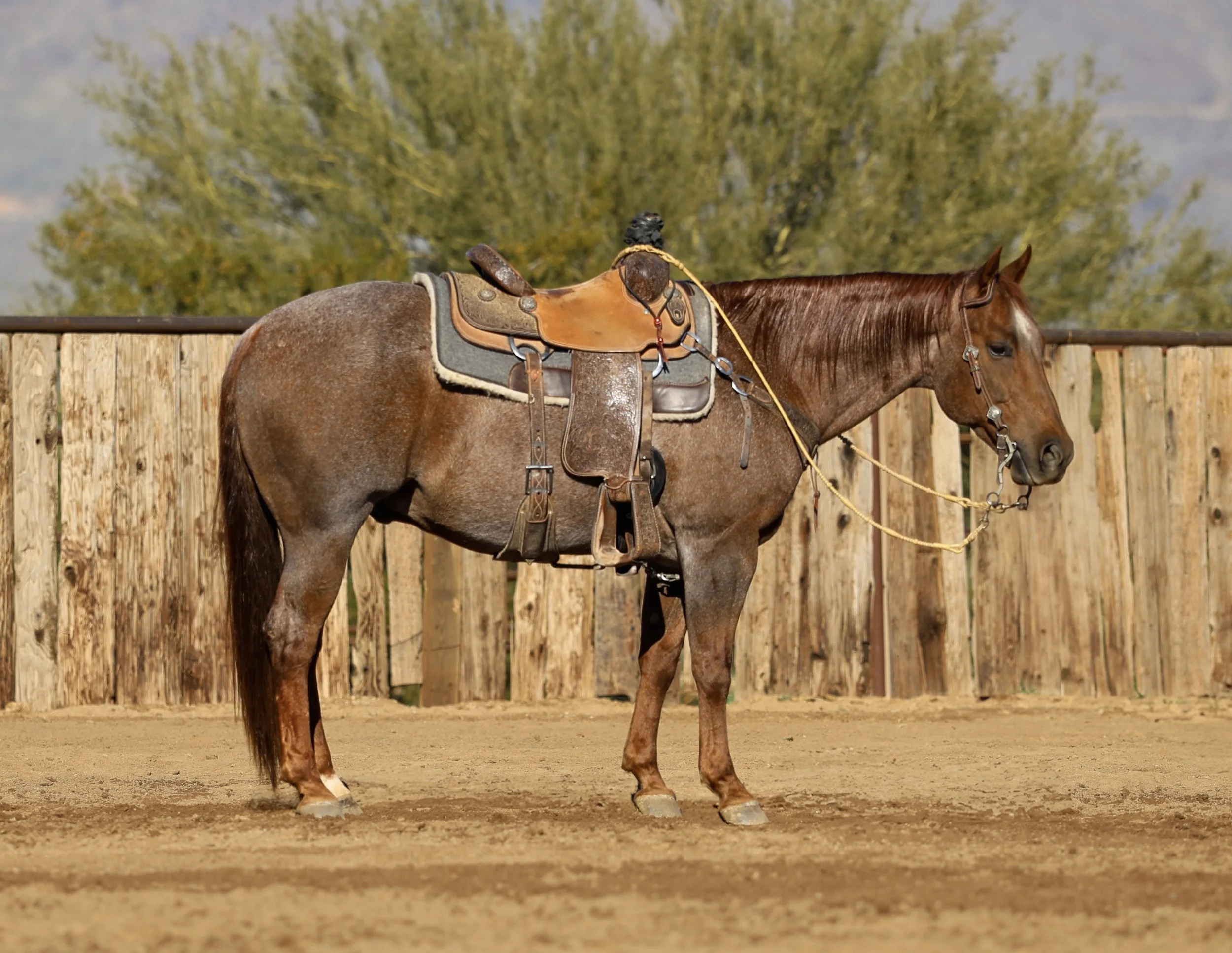 Smart Allic | 2017 AQHA Red Roan Gelding | Metallic Cat X Sallie B Smart
