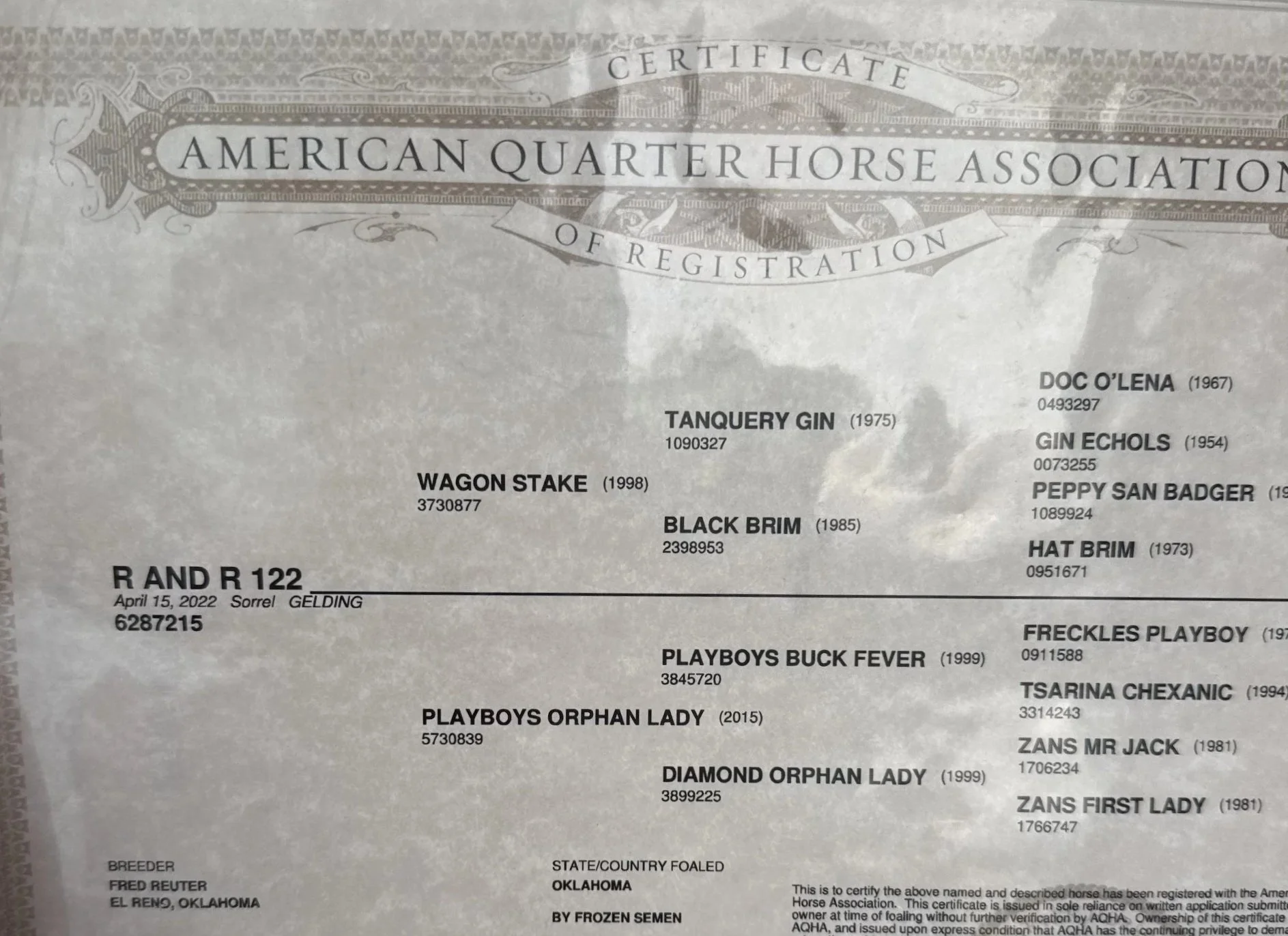 Wagon Stake X Playboys Orphan Lady