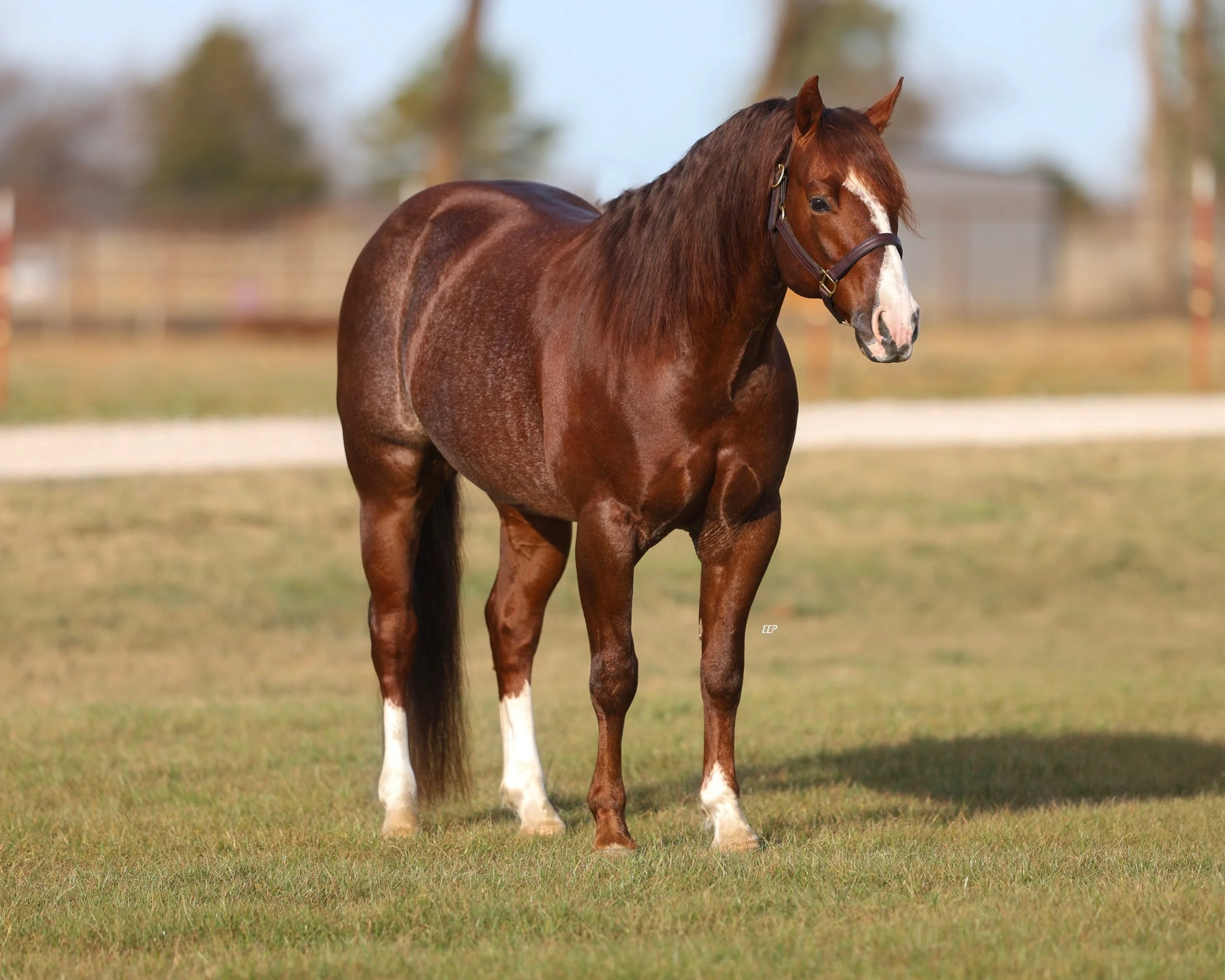 Big Papa Cat | 2019 AQHA Sorrel Stallion | WR This Cats Smart X Soula Julie Forever
