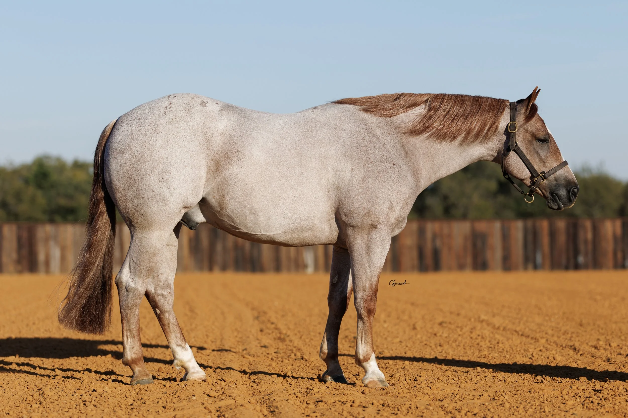 One Blue Melody | 2021 AQHA Red Roan Gelding | Once In A Blue Boon X Cats Smart Melody