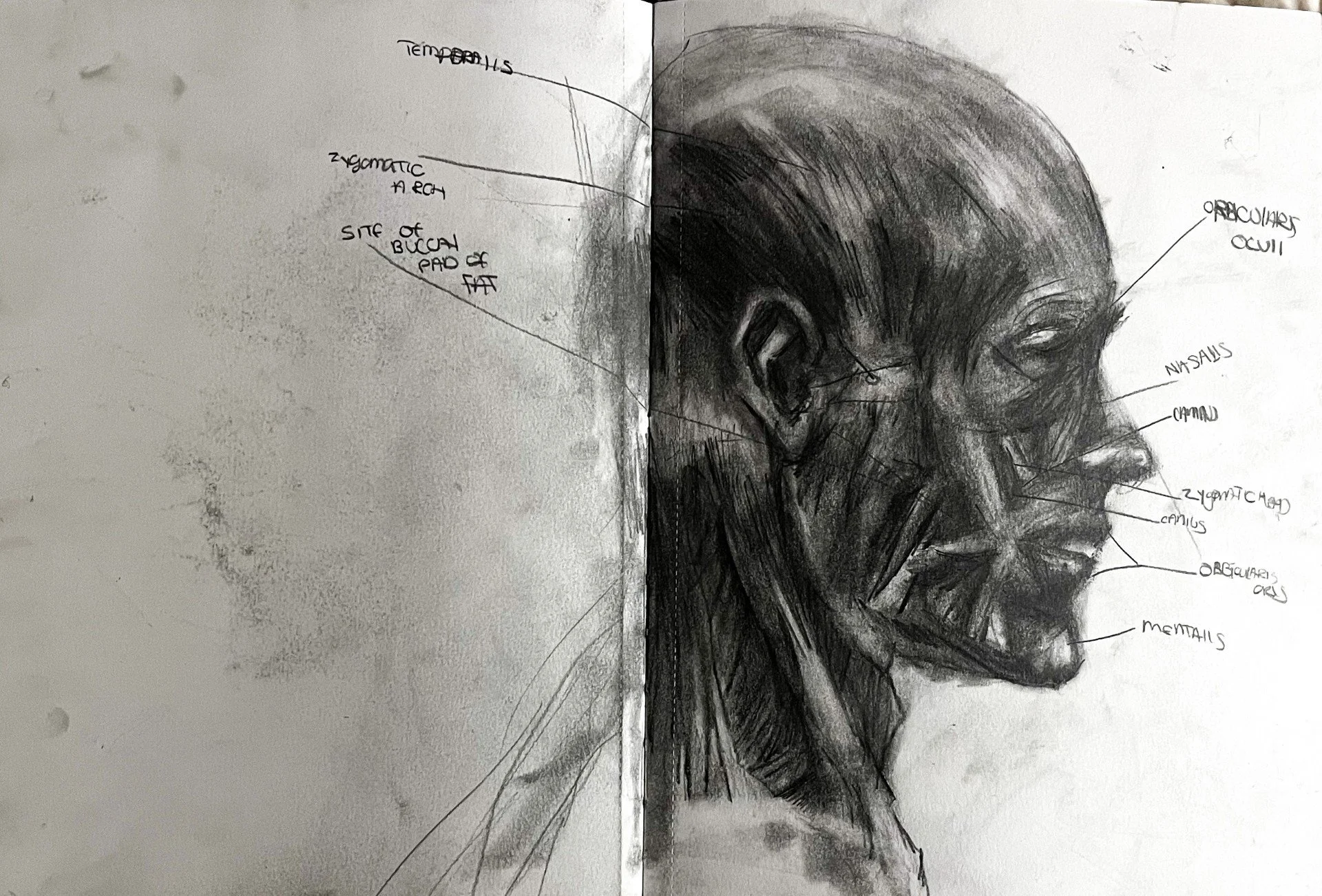 Anatomical study 3, 2024